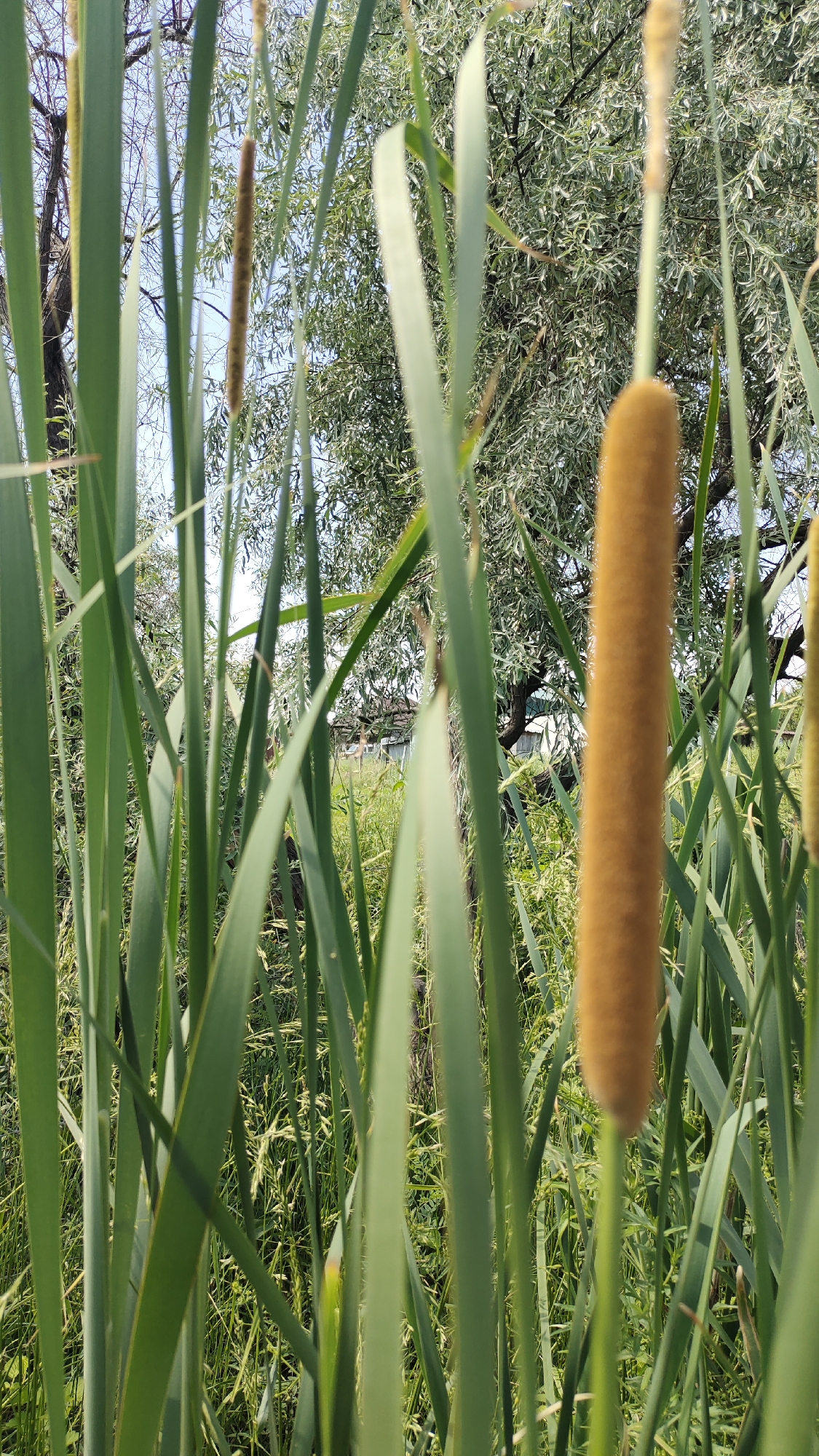 This is a close-up, eye-level photograph taken outdoors, focusing on cattail plants with their characteristic brown seed heads. The foreground is dominated by the long, green leaves of the cattails, some of which are in sharp focus, creating a sense of depth. The most prominent cattail head is on the right side of the frame, a fuzzy, cylindrical structure with a rich brown hue. Another, thinner cattail head is visible higher up and slightly to the left, appearing less mature or possibly a different species. In the background, a leafy green tree with silver-tinged foliage provides a textured backdrop, its branches silhouetted against a pale blue sky. Hints of a building with a dark roof are visible through the foliage, suggesting a semi-rural or suburban setting. The lighting suggests it is daytime, with the sun casting subtle shadows and highlighting the textures of the plants. The image is free of any visible people or animals.