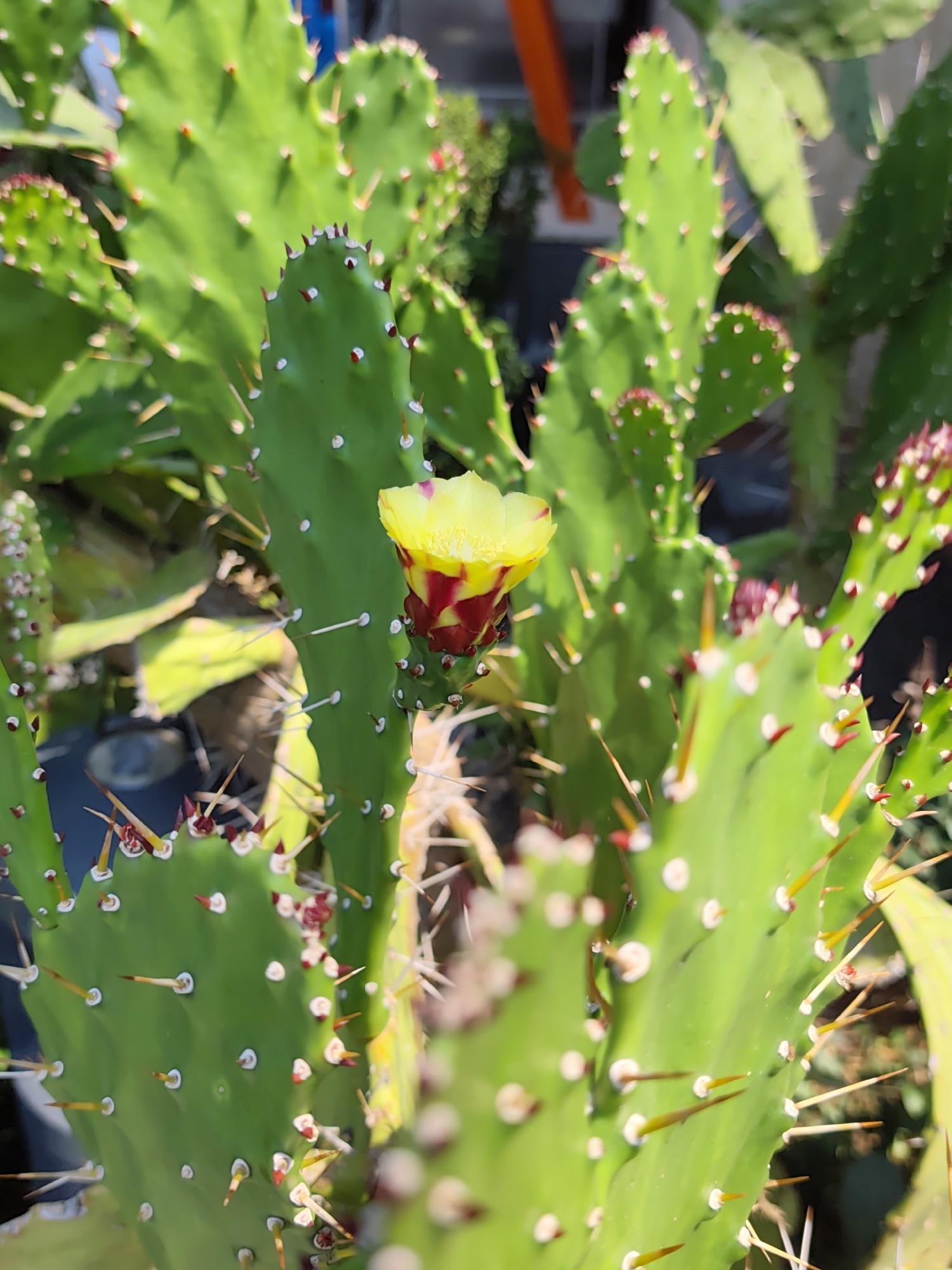 The image shows a close-up of a prickly pear cactus plant in full bloom. The cactus pads are a vibrant green, covered in numerous sharp spines. One cactus pad in the center of the frame features a single, delicate yellow flower with red accents at its base. The flower is partially open, revealing its petals. The background is blurred, suggesting an outdoor setting with other greenery and possibly some man-made structures, but these are not clearly discernible. The lighting indicates it is daytime, with sunlight illuminating the cactus. There is no information within the image to suggest the location is the city of Sochi, Russia.