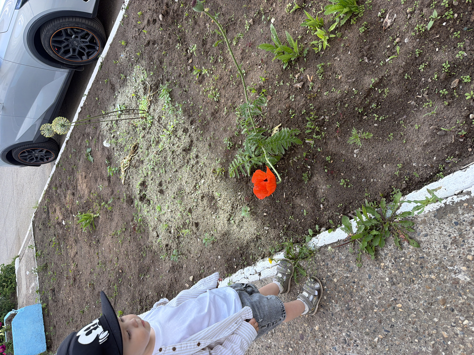 In the city of Chaikovsky, Russia, a young child wearing a Mickey Mouse baseball cap, a white t-shirt, a striped button-up shirt, and denim shorts stands next to a newly planted flower bed. The flower bed is located near a concrete sidewalk and a paved area where a silver car is parked. The flower bed contains soil with several small green plants and a single vibrant red poppy. The child's left hand is in their pocket, and their right hand is visible. The background shows more of the flower bed and the car.