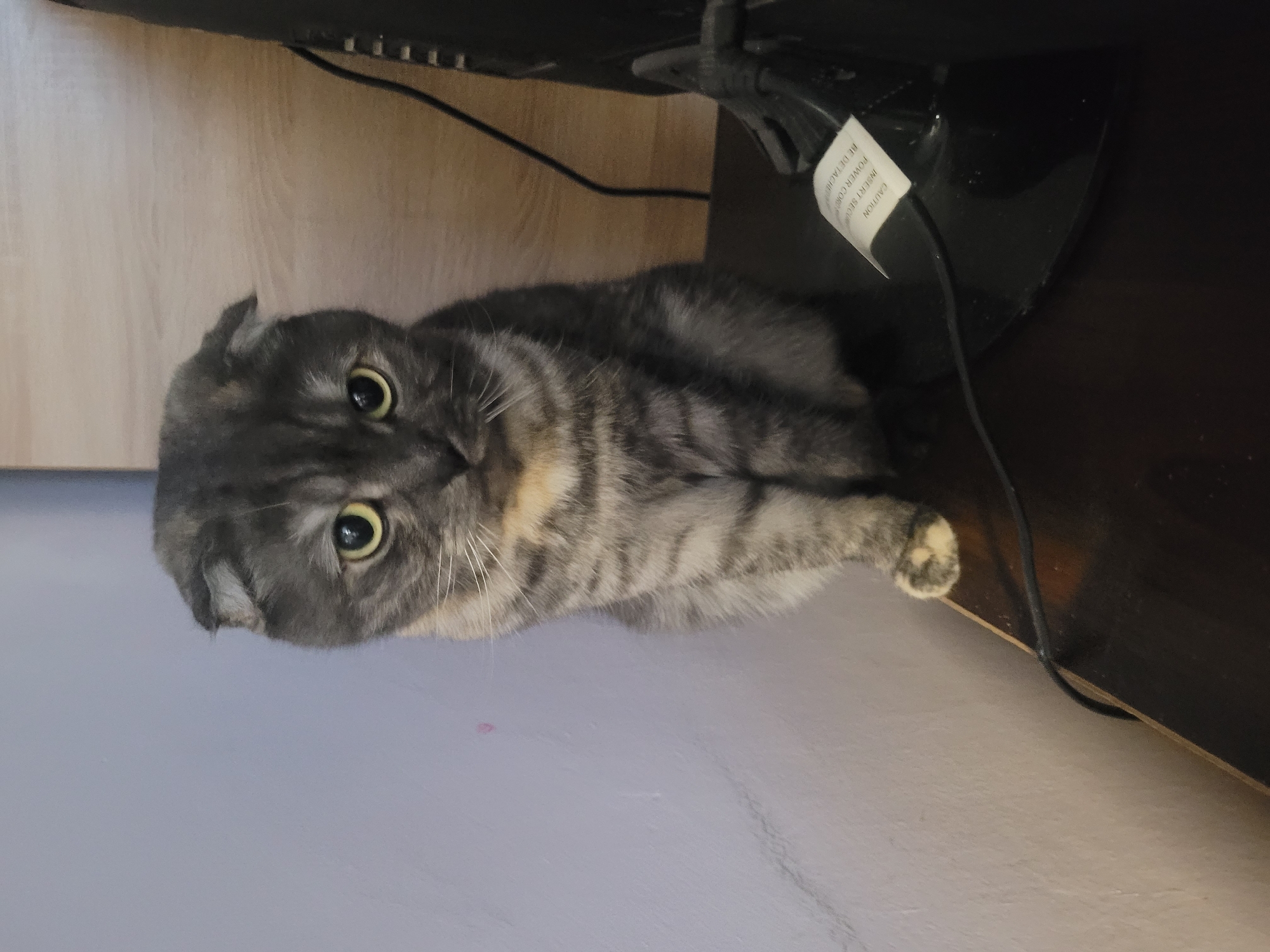 The media file displays an indoor scene featuring a gray mackerel tabby cat, likely a Scottish Fold due to its distinctive folded ears. The cat is the central subject, sitting upright with its front paws neatly together, looking directly at the viewer with large, alert yellow-green eyes. Its expression appears curious and attentive.
The setting is indoors, with the cat positioned next to and partially underneath a dark brown piece of furniture, possibly a desk or stand. Above and to the right of the cat, a black electronic device, which might be the base of a monitor or television, is visible. Several black cables and wires are seen trailing behind the furniture and the device. The surface in the immediate foreground where the cat rests is a light, possibly lavender or light grey color, with a faint pink smudge visible on it. In the background, a light wooden surface is visible.
A white warning label is attached to a black cable or component near the electronic device. Partially visible text on the label includes "CAUTION", "INSERT SEPARATE", "POWER CORD", and "RE DETACHABLE". The scene is well-lit by ambient indoor light, suggesting daytime or a brightly lit room. The overall atmosphere conveys a domestic and relaxed environment. The location context for this image is Izhevsk, Russia.