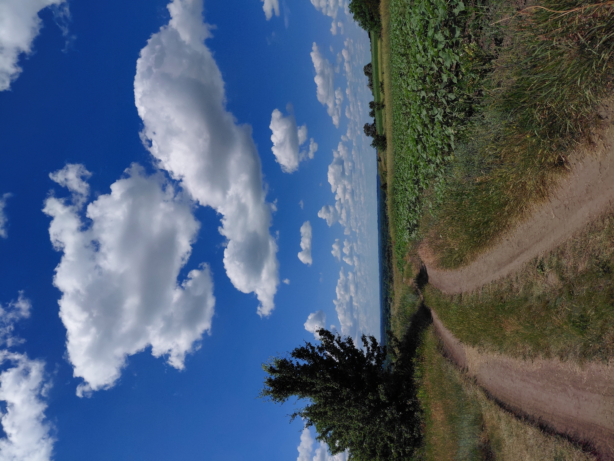 The image depicts a rural landscape under a bright blue sky dotted with fluffy white clouds. A dirt road curves through tall green grass and leads towards a field of young green plants, possibly sunflowers, on the right. On the left side of the road, a large, leafy tree stands tall. In the distance, a hazy horizon shows rolling hills and more vegetation. The scene appears to be a warm, sunny day in the countryside, with no people or animals present.