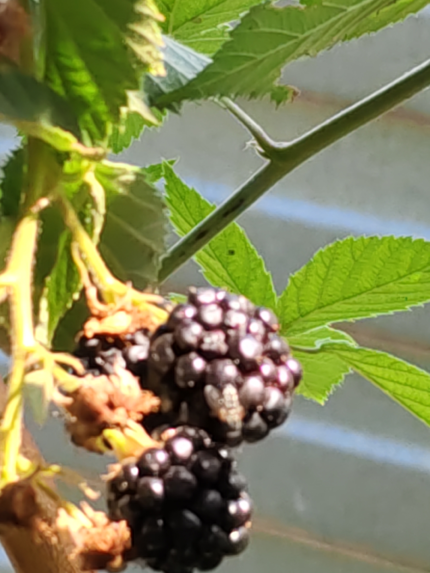 The image shows a close-up of two ripe blackberries on a stem, surrounded by green leaves. The berries are dark purple and appear plump. The background is out of focus, with hints of green foliage and a light blue sky or background. There are no people or visible structures. The scene is consistent with a natural outdoor environment, potentially a garden or a wild area. There is no information to suggest this image is located in Nizhnedonskoy, Russia.