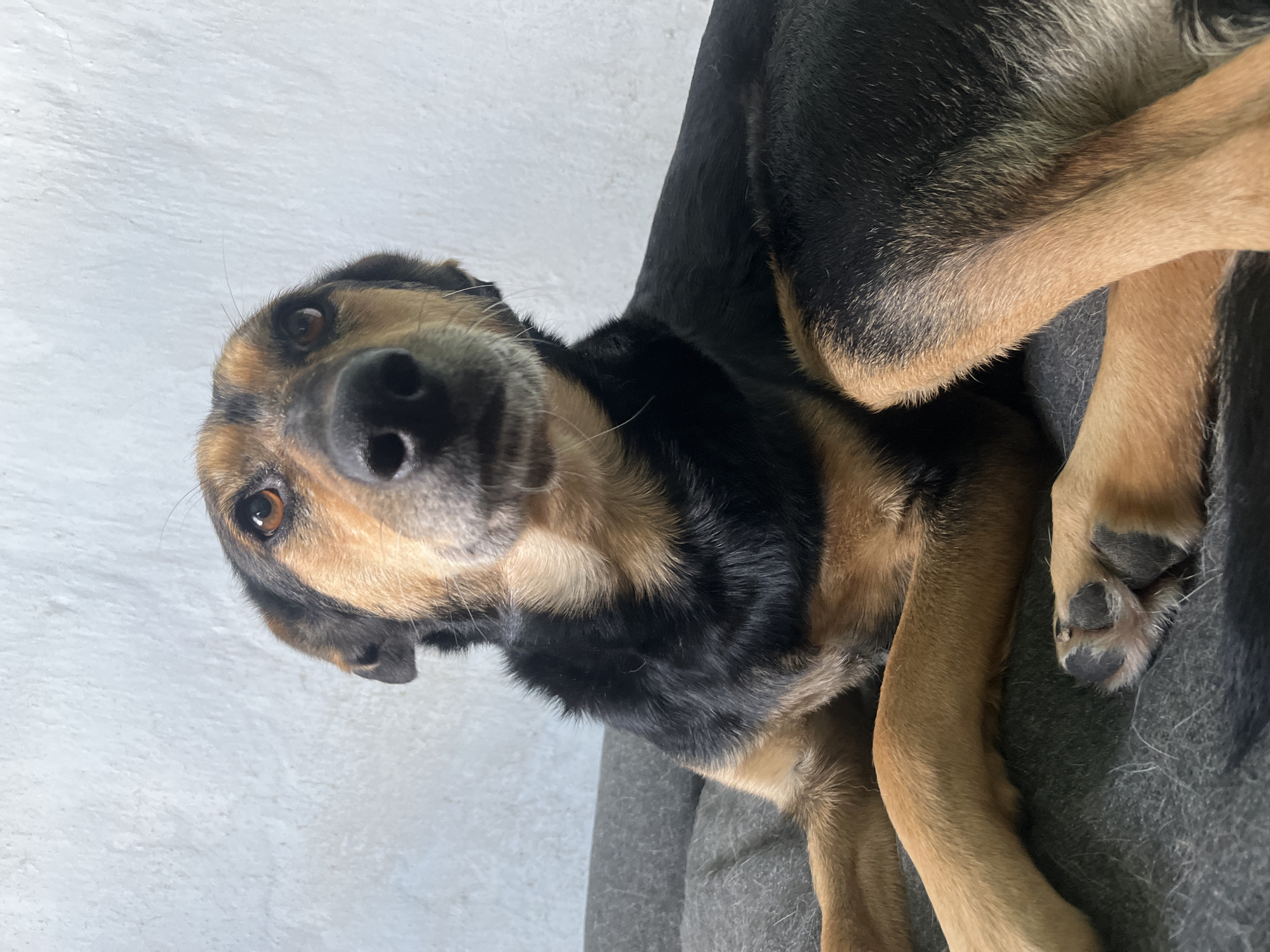 A medium shot photograph captures a dog resting on a gray dog bed. The dog has brown eyes and black and tan fur. Its front paws are crossed and its hind legs are tucked underneath it. The background is a plain white wall with a textured finish. The lighting appears to be natural. The image does not provide any specific details that would allow for its location to be identified within Nizhny Tagil, Russia.