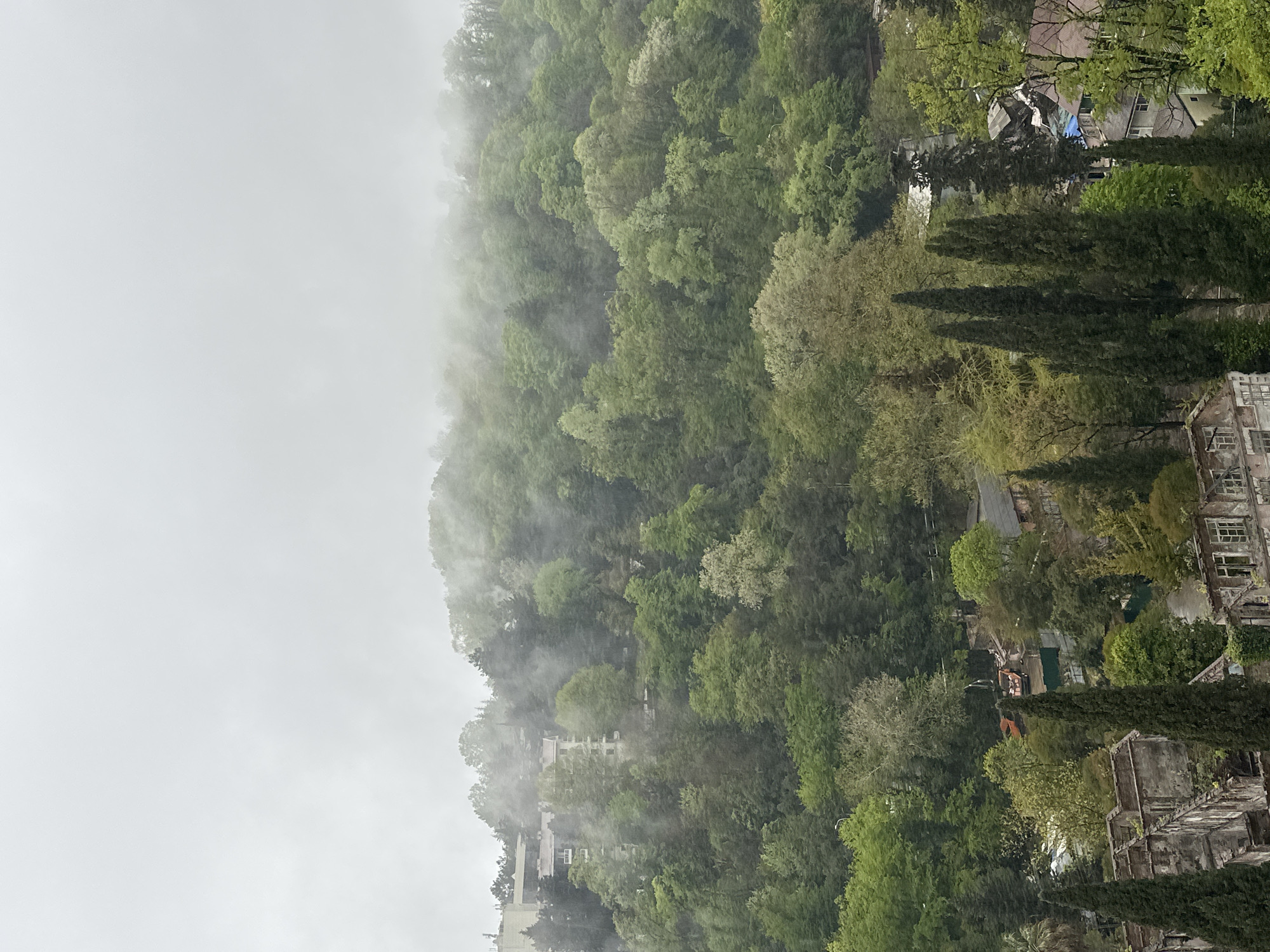 The image depicts a hillside scene shrouded in mist, likely located in Sochi, Russia. Lush green trees cover the slope, transitioning from darker hues near the base to lighter shades towards the top, where the fog obscures the view. Amidst the foliage, glimpses of buildings can be seen, indicating a blend of natural and urban elements. A row of tall, thin cypress trees lines the edge of the scene on the right, near weathered buildings. The heavy mist adds an ethereal quality to the landscape.