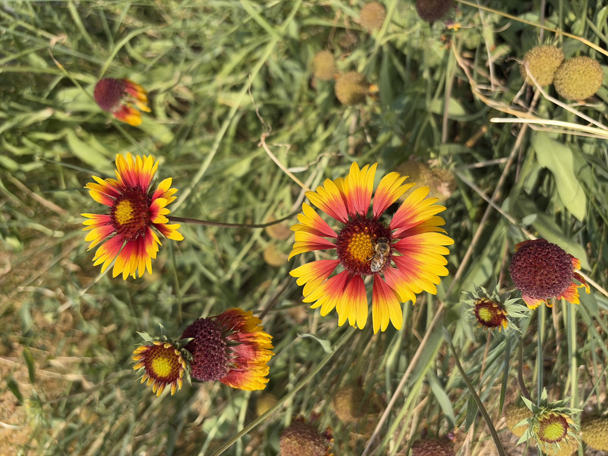 This is a close-up, high-angle, vertical shot of several Gaillardia pulchella flowers, commonly known as Indian Blanket flowers, in a grassy, outdoor setting. The flowers display a striking bicolor pattern of vibrant yellow petals tipped with fiery red, surrounding a dark reddish-brown center. Several flowers are in full bloom, while others appear as developing buds or seed heads, some with fuzzy, rounded textures. One prominent flower in the foreground, slightly to the right of center, has a honey bee actively collecting pollen from its center. The background consists of a dense field of green grass and other vegetation, with some out-of-focus elements suggesting natural growth. The lighting appears to be natural sunlight, casting a warm glow on the scene. The image does not contain any human subjects or structures, and there is no indication of its location in Oxentea, Moldova.