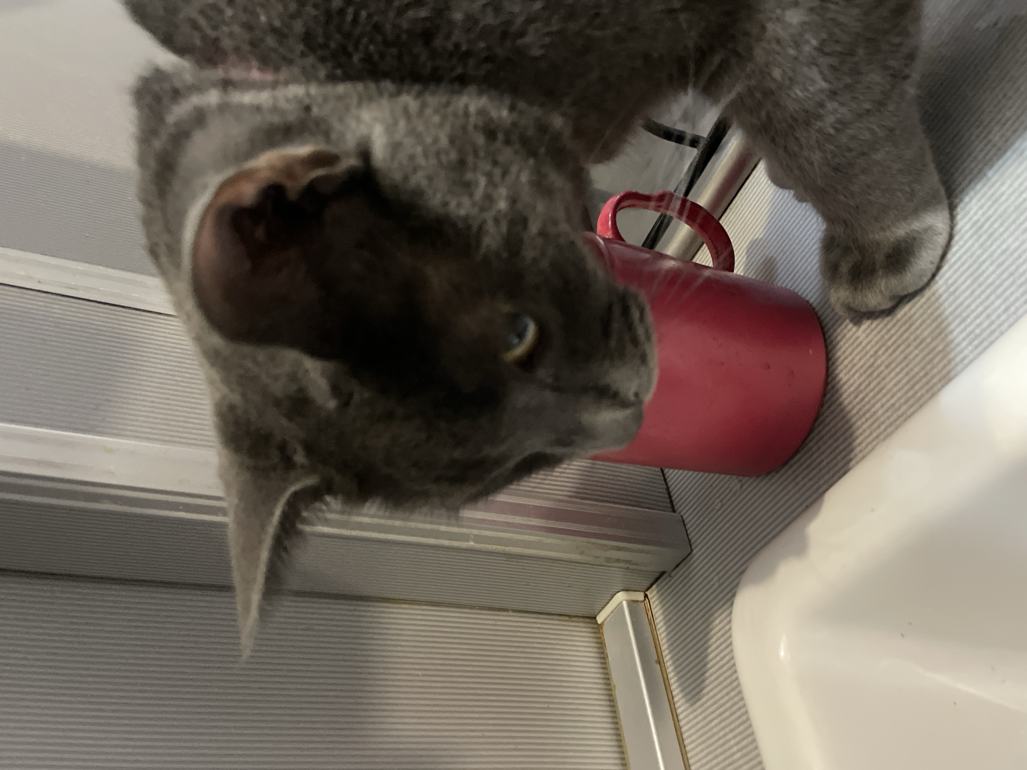 A close-up, low-angle shot captures a gray cat with a pink collar investigating a red mug. The cat's head is blurred and tilted downwards, obscuring most of its facial features except for one visible eye and part of its ear. A white sink is visible in the foreground, and the background features a vertical, ribbed surface, likely a wall or cabinet. The scene appears to be indoors, potentially in a kitchen or bathroom. The location is not specified in the image or provided metadata.