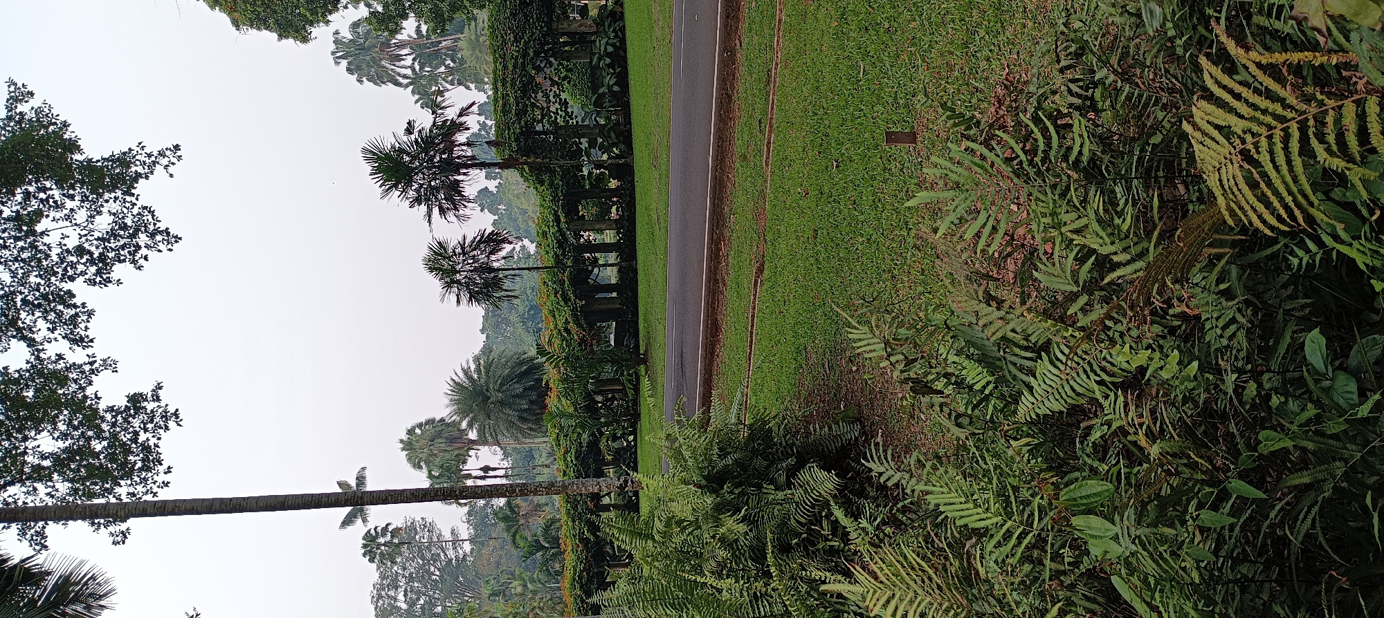 The image captures a serene botanical garden scene in Bogor, Indonesia. In the foreground, lush green ferns and other foliage create a dense, natural border. Beyond the plants, a paved pathway runs horizontally across the frame, separating the foreground from a meticulously manicured lawn. In the mid-ground, a series of trellises covered in green vines form an arched walkway, supported by stone pillars. Various palm trees of different heights and species are scattered throughout the garden, adding to the tropical ambiance. In the background, more dense foliage and trees create a verdant backdrop under a pale, overcast sky. The overall impression is one of a well-maintained, peaceful parkland, likely part of the Bogor Botanical Gardens given its characteristic flora and lush landscaping. There are no people or animals visible in the frame.