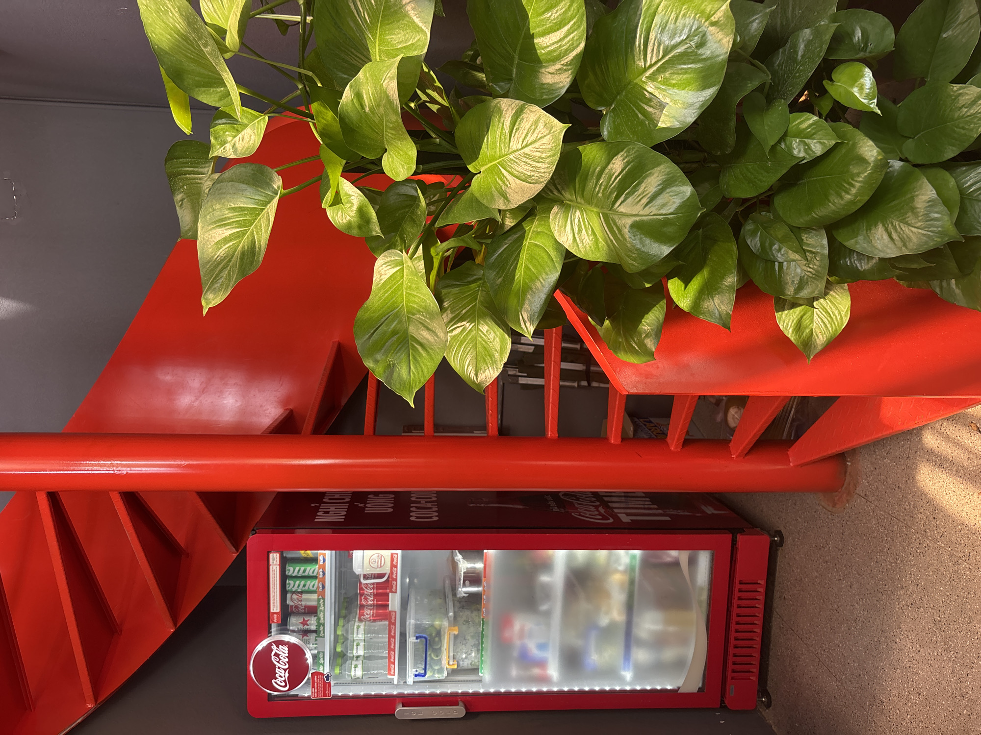 The image depicts a Coca-Cola branded cooler next to a bright red spiral staircase. The cooler is filled with various beverages, including Coca-Cola and Sprite. Above the cooler, text in Vietnamese is visible on the staircase's central column. To the right of the staircase, a large, leafy green plant is prominently featured, its leaves catching the sunlight. The floor appears to be terrazzo. The scene is set in a commercial establishment, likely a cafe or shop, in Đà Nẵng, Vietnam, given the Vietnamese text on the staircase. No people are present in the image.