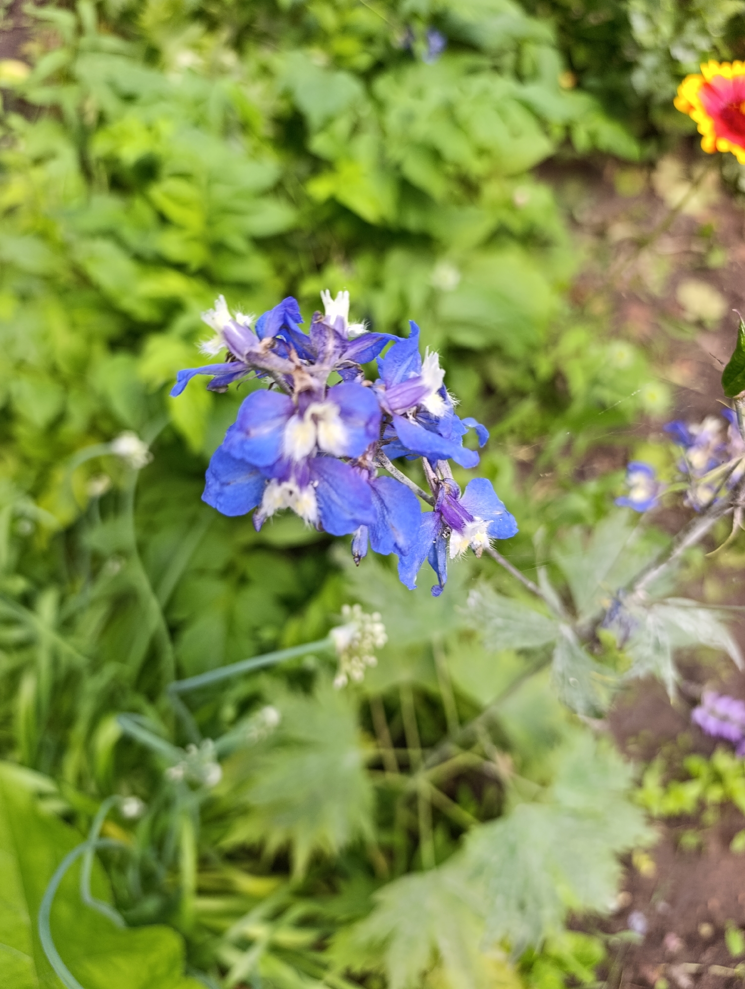 This media file features a close-up shot of a cluster of vibrant blue delphinium flowers. The flowers are in full bloom, with delicate white accents at their centers, and are surrounded by lush green foliage. The background is softly blurred, creating a shallow depth of field that emphasizes the flowers. To the right, a hint of another flower, possibly a gaillardia with red and yellow petals, is visible. The scene appears to be outdoors, suggesting a garden setting. The lighting is natural, indicating it could be daytime, with no specific weather conditions discernible. There are no people or text visible in the image. The overall impression is one of natural beauty and tranquility. The location is specified as Orenburg, Russia.