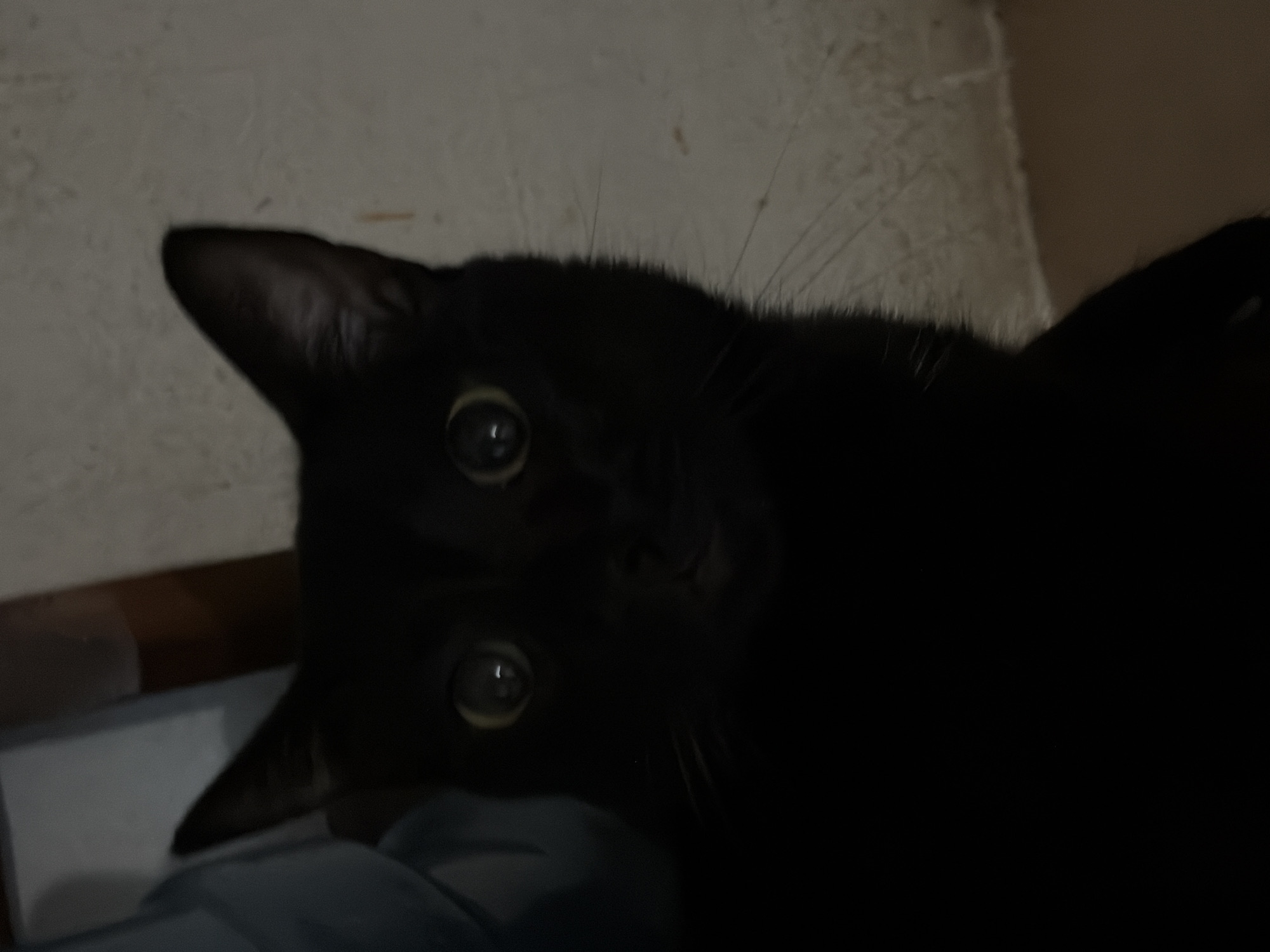 The image features a black cat lying on its side. Its head is tilted, and it is looking directly at the camera with wide eyes. The cat's fur appears dark and glossy. The background is indistinct, showing parts of a wall with texture. The lighting is dim, adding to the overall darkness of the scene. There is no indication of location.