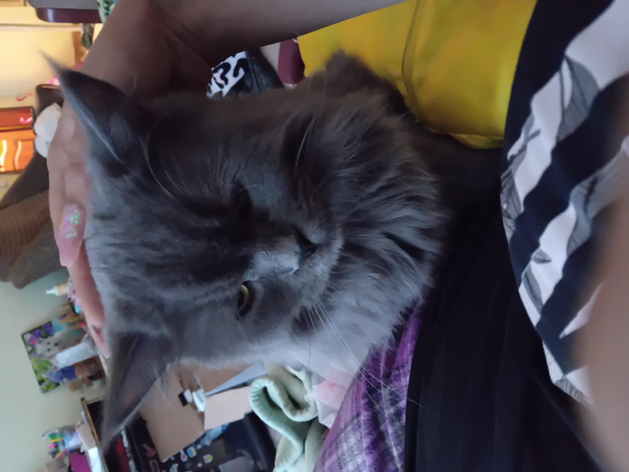 The image shows a close-up of a long-haired gray cat with yellow eyes. The cat is being petted by a person's hand, whose fingernails are decorated with glitter. The cat is sitting on a person's lap, who is wearing a black garment with a patterned fabric. Behind the cat, there are various objects including a purple blanket, a green towel, and what appears to be a desk with art supplies and a picture frame. The background suggests an indoor domestic setting. The location in the city of Chuhuiv, Ukraine is not ascertainable from the visual information provided.