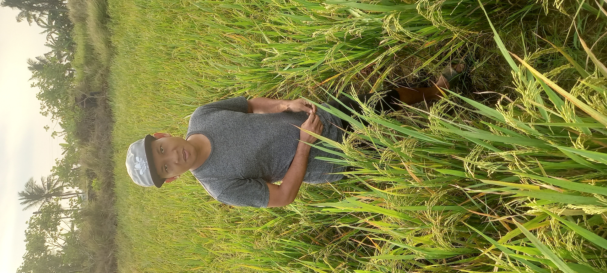 A medium shot captures a man standing in a rice field in Sidamulya, Indonesia, under an overcast sky. He is positioned in the center of the frame, surrounded by tall, green rice stalks that reach up to his chest. The man is wearing a grey t-shirt, black shorts, and a grey baseball cap with a white logo. His hands are clasped in front of him, and he is looking directly at the camera with a neutral expression. The rice field stretches out behind him, with some trees and vegetation visible in the distance, suggesting a rural or agricultural setting. The lighting is soft, indicating either early morning or late afternoon.