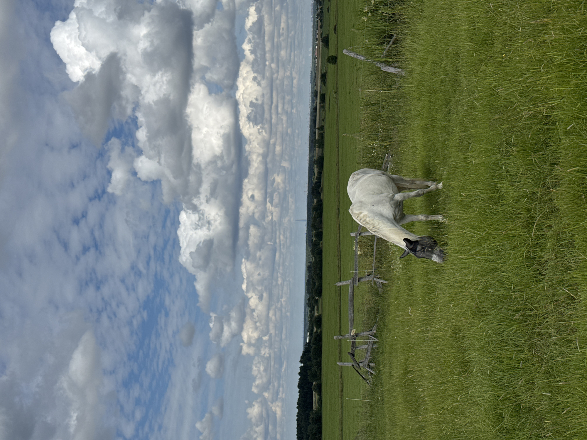 In Kaporskoe, Russia, a white horse grazes in a grassy field under a cloudy sky. The horse, with a dark face, is bent down to eat the grass. A weathered wooden fence runs through the field, with some posts broken and lying on the ground. In the background, a line of trees forms the horizon, beyond which a hazy cityscape is visible, featuring a tall, slender tower. The overall scene depicts a rural landscape on a partly cloudy day.