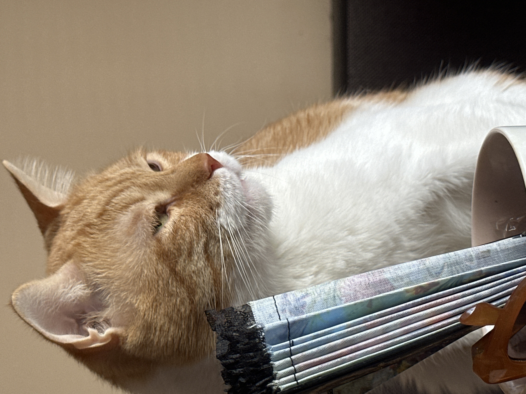 This is a close-up, eye-level, portrait-oriented photograph of an orange and white tabby cat sitting in front of a plain beige wall. The cat is positioned on the right side of the frame, facing left, with its head turned slightly away from the camera. Its left eye is partially closed, giving it a sleepy or contemplative expression. The cat's fur is a mix of orange tabby markings and white. In the foreground, on the left side of the image, a portion of a closed fan with a floral pattern and black trim is visible, along with the edge of a brown object, possibly glasses, and the rim of a white mug. The lighting suggests it is daytime, with strong sunlight casting shadows and highlighting the cat's fur. The background is a plain, unadorned beige wall, providing a neutral backdrop for the subject. The image does not depict any elements that would allow for the localization of the scene to Sofia, Bulgaria.