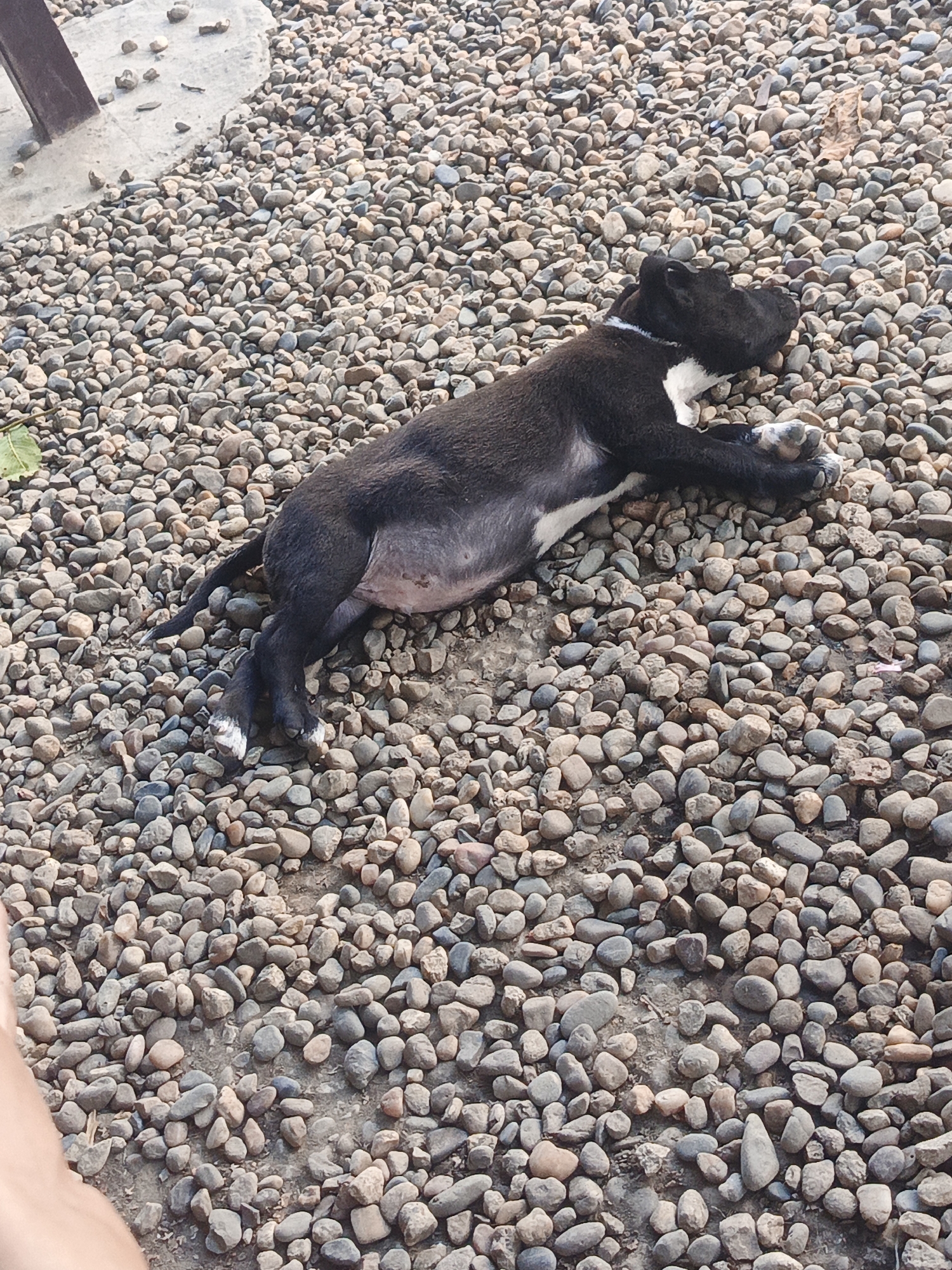 A black and white dog is lying on its side on a bed of small, smooth pebbles. The dog is mostly black with a white patch on its chest and white markings on its paws. Its eyes are closed, and it appears to be sleeping or resting. The dog is lying down, with its legs extended. A portion of a concrete slab and some brown metal, possibly a bench or table leg, are visible in the upper left corner of the image. A single green leaf is also visible near the dog's hindquarters. The ground is covered in various shades of grey, brown, and tan pebbles. The lighting suggests it is daytime, with no specific indication of the time of day or weather. The scene is outdoors, possibly in a yard or park. There is no visible text in the image. The overall impression is one of a peaceful moment of rest for the animal.