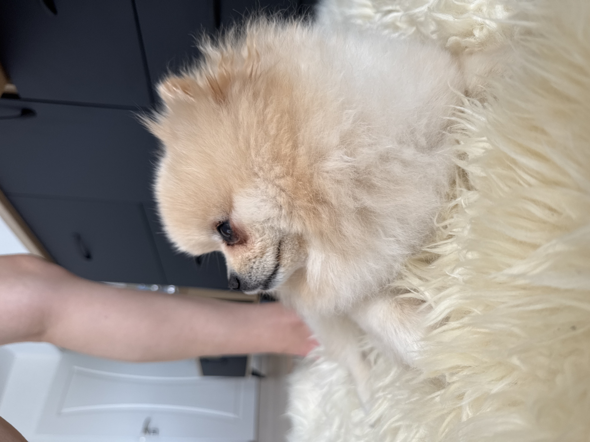 A cream-colored Pomeranian dog is lying down on a shaggy white rug. The dog is in profile, facing left, with its head turned slightly upwards. Its fur is fluffy and appears light-colored. In the background, a person's bare legs are visible, and a dark dresser with drawers is partially seen. The setting appears to be indoors, in a room with light-colored walls and a white door with a handle visible on the left side of the image. The scene is well-lit.