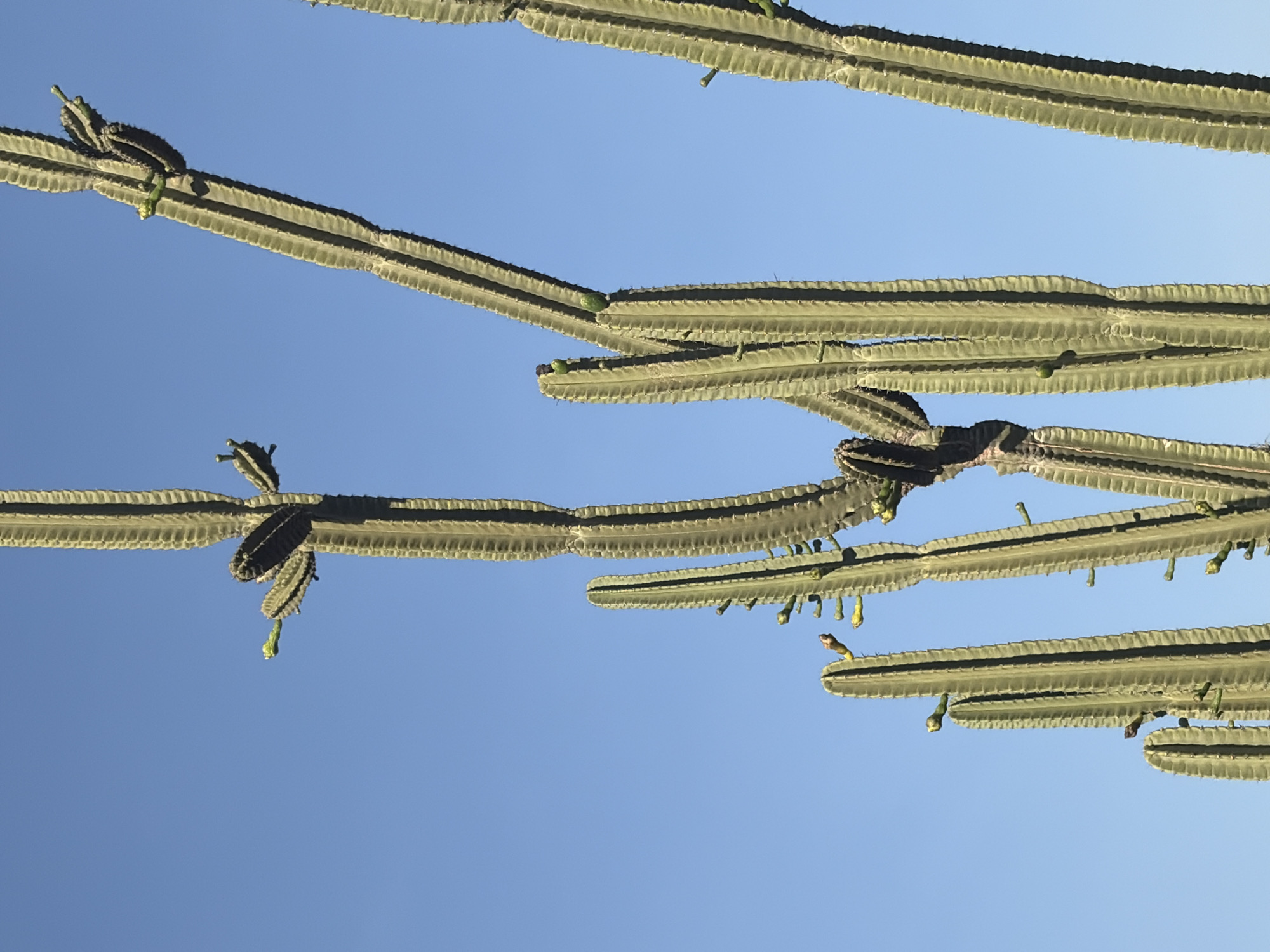 The image displays a clear outdoor scene featuring the extensive, multi-branched canopy of a large, columnar cactus, possibly a candelabra type, viewed from below against a bright, cloudless blue sky. Numerous thick, ribbed, green cactus arms extend across the frame, creating an intricate pattern. Many of these branches exhibit small, green to yellowish-green buds or developing fruits protruding from their surfaces. A small, dark-feathered bird is subtly perched on one of the cactus arms in the lower right quadrant of the image.
The perspective of looking up through the cactus branches towards the sky suggests a daytime setting with abundant sunshine and clear weather. The light quality indicates either morning or late afternoon. The unique flora points to an arid or semi-arid environment, consistent with the provided location context of Ciudad Guayana, Venezuela. The overall mood is peaceful and natural. There is no visible text in the image.