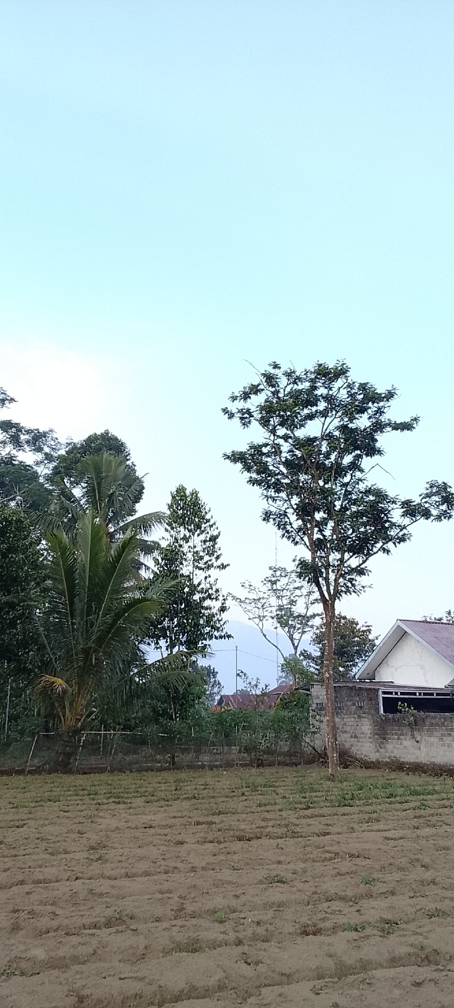 The image depicts an outdoor scene with a cultivated field in the foreground and a residential area with trees and vegetation in the background. The field appears to be recently tilled, with visible rows of soil. Beyond the field, a low brick wall separates it from a yard with various trees, including a prominent coconut palm and a tall, leafy tree to the right. A white-roofed building with a grey brick wall is partially visible on the right side of the image. The sky is clear and light blue. The overall impression is of a rural or semi-rural setting, likely in the afternoon given the lighting. The location is identified as Padang Dalom, Indonesia.