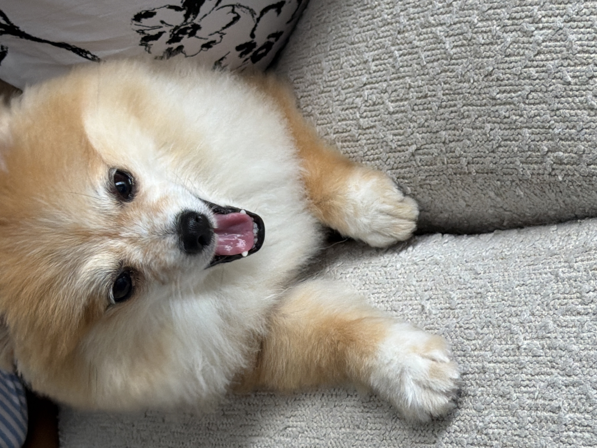 A close-up shot shows a fluffy Pomeranian dog with its mouth open, panting. The dog has light brown and white fur and is lying on a textured, light gray sofa. The dog's head fills most of the frame, with its eyes wide open and its pink tongue visible. In the background, a pillow with a black floral pattern is partially visible. The scene is indoors, likely in a home setting, though no specific location within a city can be determined.