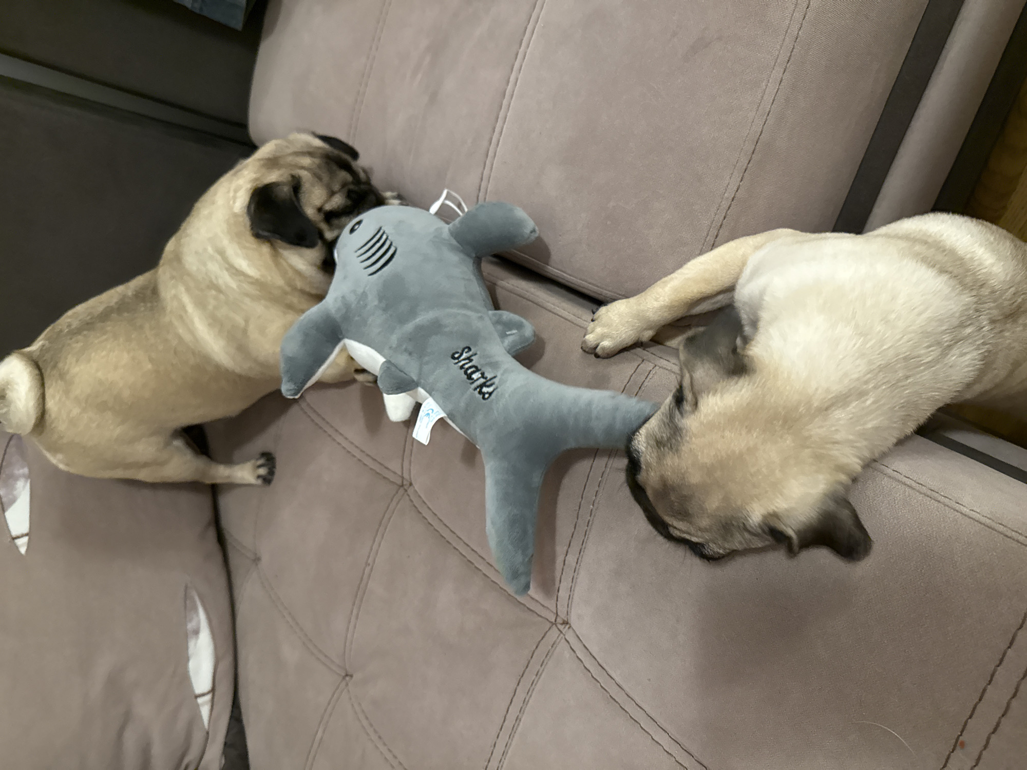 Two pugs are on a brown tufted couch. One pug is standing and leaning over a stuffed shark toy, sniffing it. The other pug is lying down on its side with its head near the toy shark, its front paws outstretched. The couch appears to be in an indoor setting, possibly a living room.