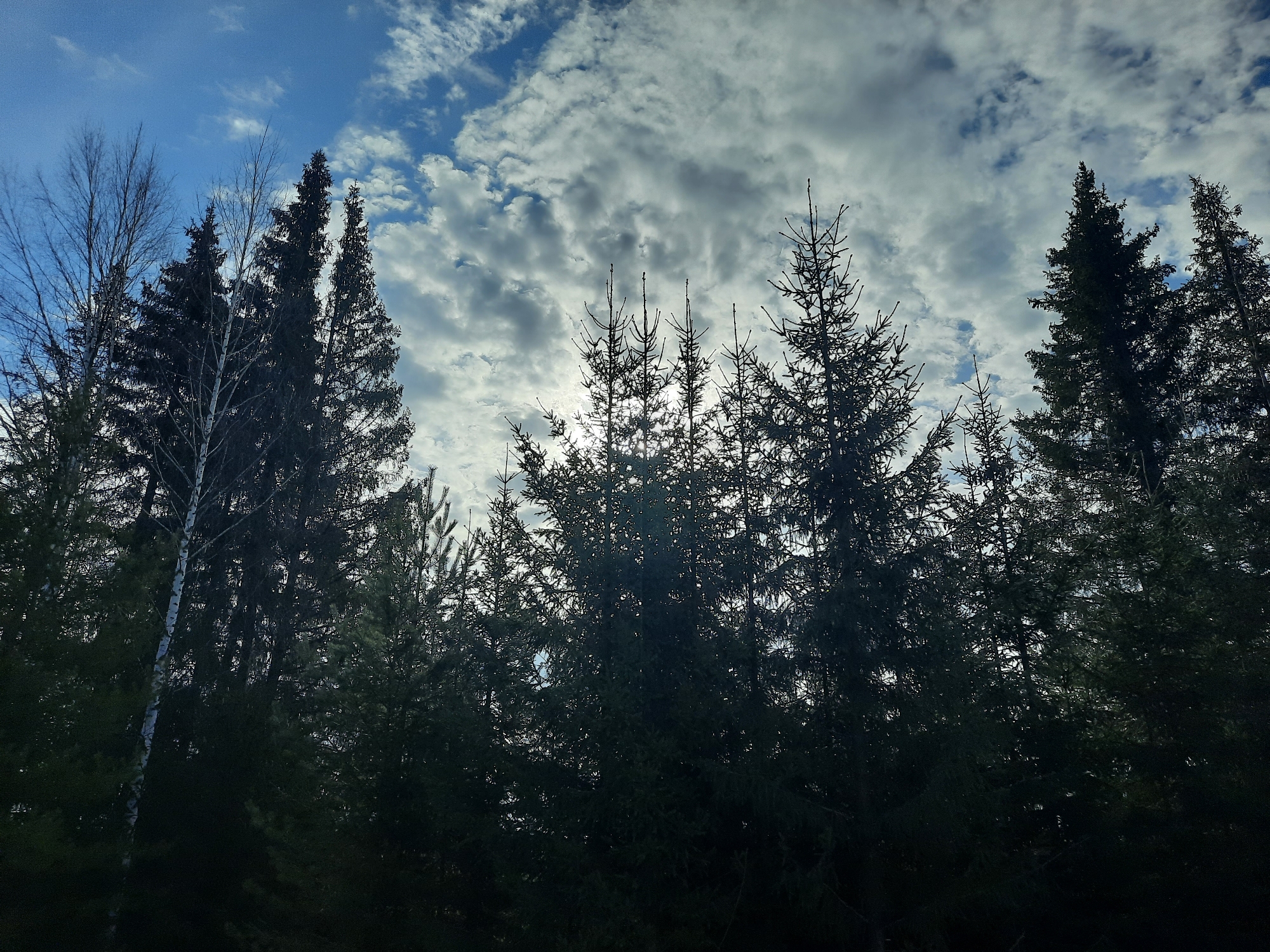 The image depicts a view of the sky partially obscured by the silhouettes of trees. The sky is a mix of blue and white, with clouds of varying density covering a significant portion of the frame. The trees, primarily evergreen species, form a dark, dense barrier across the lower portion of the image, their outlines clearly visible against the brighter background. A couple of leafless birch trees are also visible on the left side. The sun seems to be positioned behind some of the trees in the center, casting a bright glow. The location is reported to be in Krasnogorskoye, Russia.
