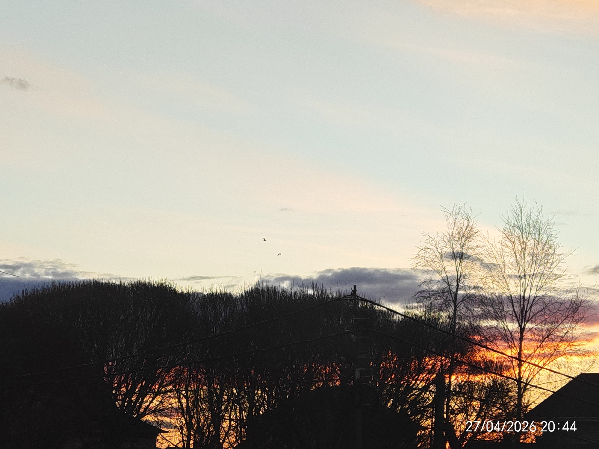 The image depicts a serene twilight scene, likely a sunset, with a vibrant sky dominating the frame. The upper sky is a soft blend of light blue and pale yellow, gradually transitioning to warm orange, pink, and red hues towards the bottom right, suggesting the setting sun. Two small birds are visible as dark silhouettes, flying against the brighter sky in the upper-middle section.
In the midground and foreground, numerous bare trees are silhouetted against the colorful backdrop, their intricate branch patterns creating a dark, textured line across the horizon. Above the tree line on the left, some darker, more defined clouds are present. Electrical power lines and a utility pole are also visible, cutting across the mid-section of the image as dark lines and shapes. A faint outline of a dark roof structure can be seen in the bottom right corner, partially obscured by the trees.
The overall atmosphere is peaceful and calm. A visible timestamp in the bottom right corner reads "27/04/2026 20:44", indicating the date and time the photograph was taken.
