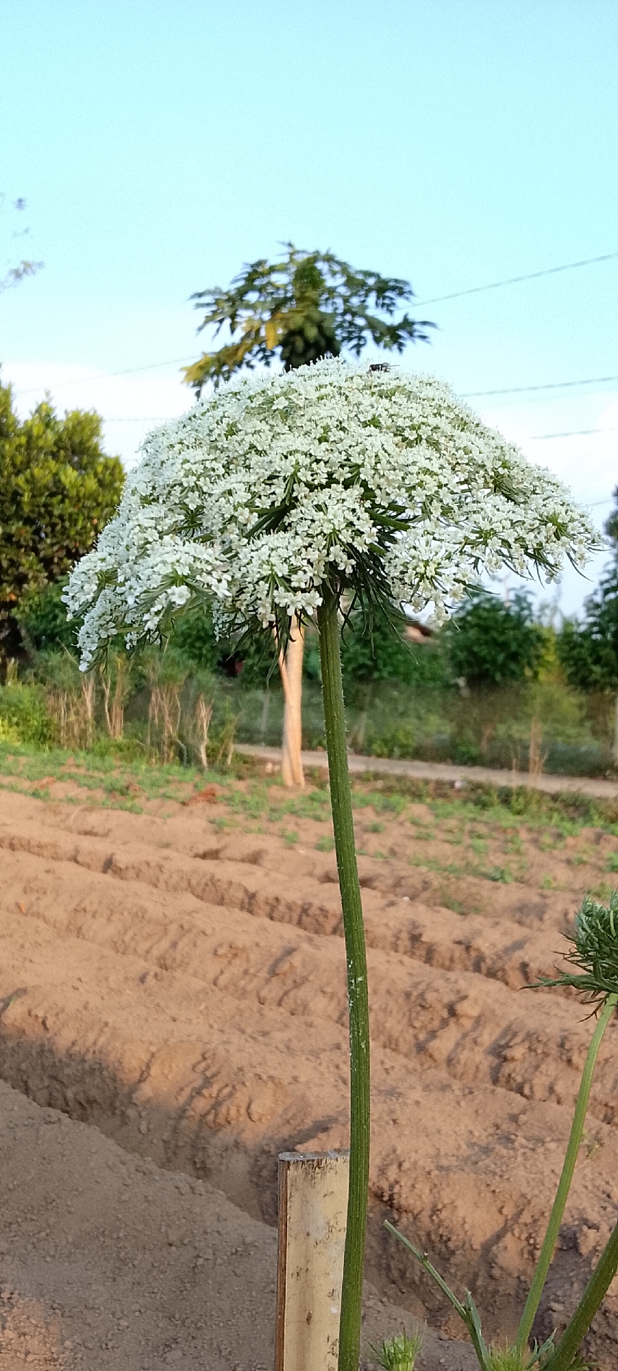 A close-up, eye-level shot captures a Queen Anne's Lace flower in bloom. The flower's white, lacy umbel dominates the foreground, with its delicate white petals appearing as tiny starbursts. A thick, green stem supports the bloom, and its texture is visible with fine, white hairs and subtle ridges. In the background, the ground is tilled, with rows of soil suggesting a cultivated field. Lush green foliage and trees create a natural backdrop, with a clear, pale blue sky overhead. The scene appears to be set in a rural area, possibly on the outskirts of Padang Dalom, Indonesia, characterized by its natural beauty and agricultural landscape.