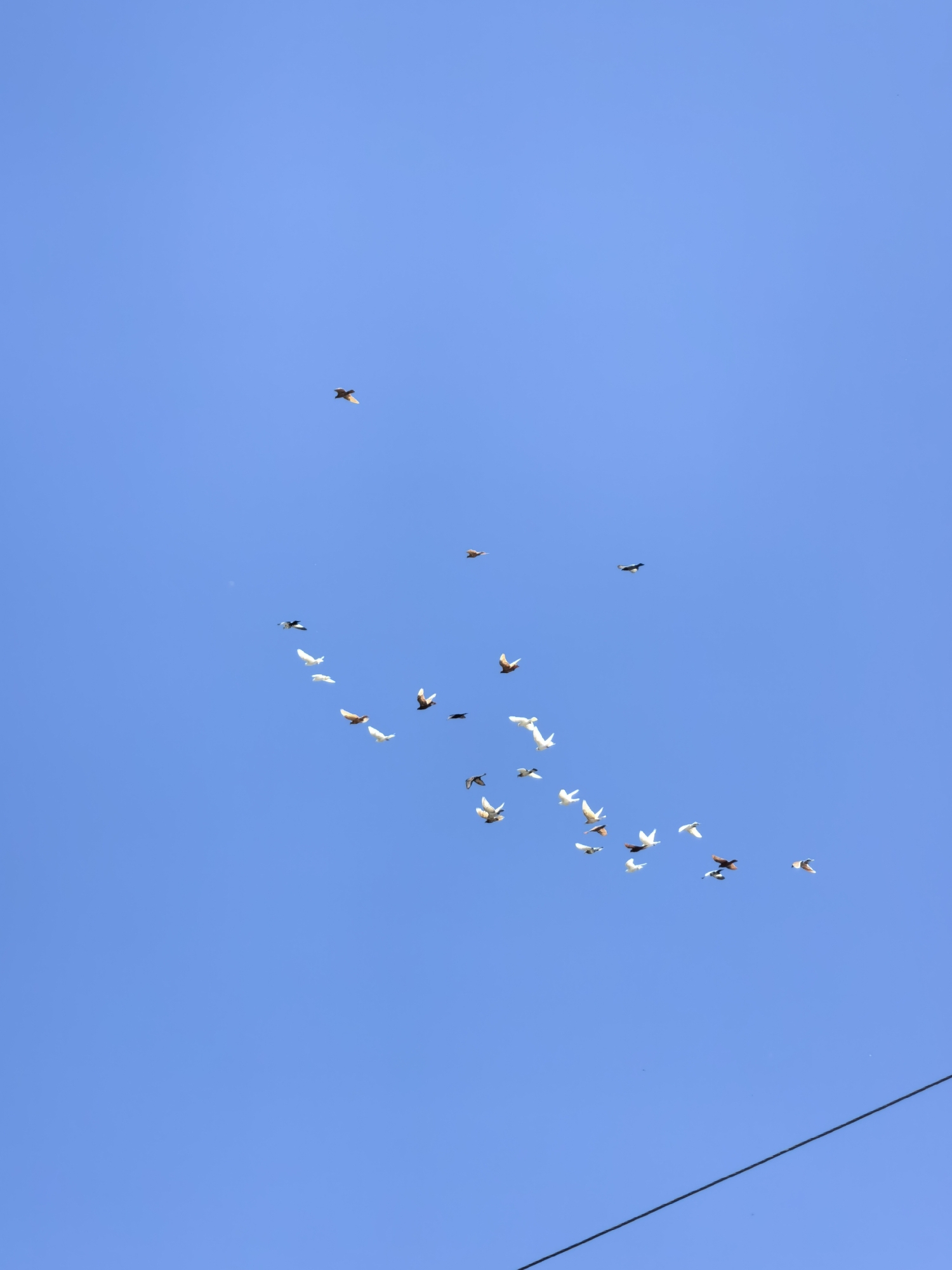 A flock of pigeons flies across a clear blue sky. The birds are scattered in various formations, with some flying in a loose line and others in small clusters. One pigeon is seen in the upper left quadrant of the image, and another individual bird flies in the upper right. The majority of the flock is located in the lower left and center of the frame. The birds are a mix of white, brown, and gray colors. A thin black wire extends diagonally across the bottom right portion of the image. The scene appears to be outdoors, with no visible ground or city structures. No people are present in the image.