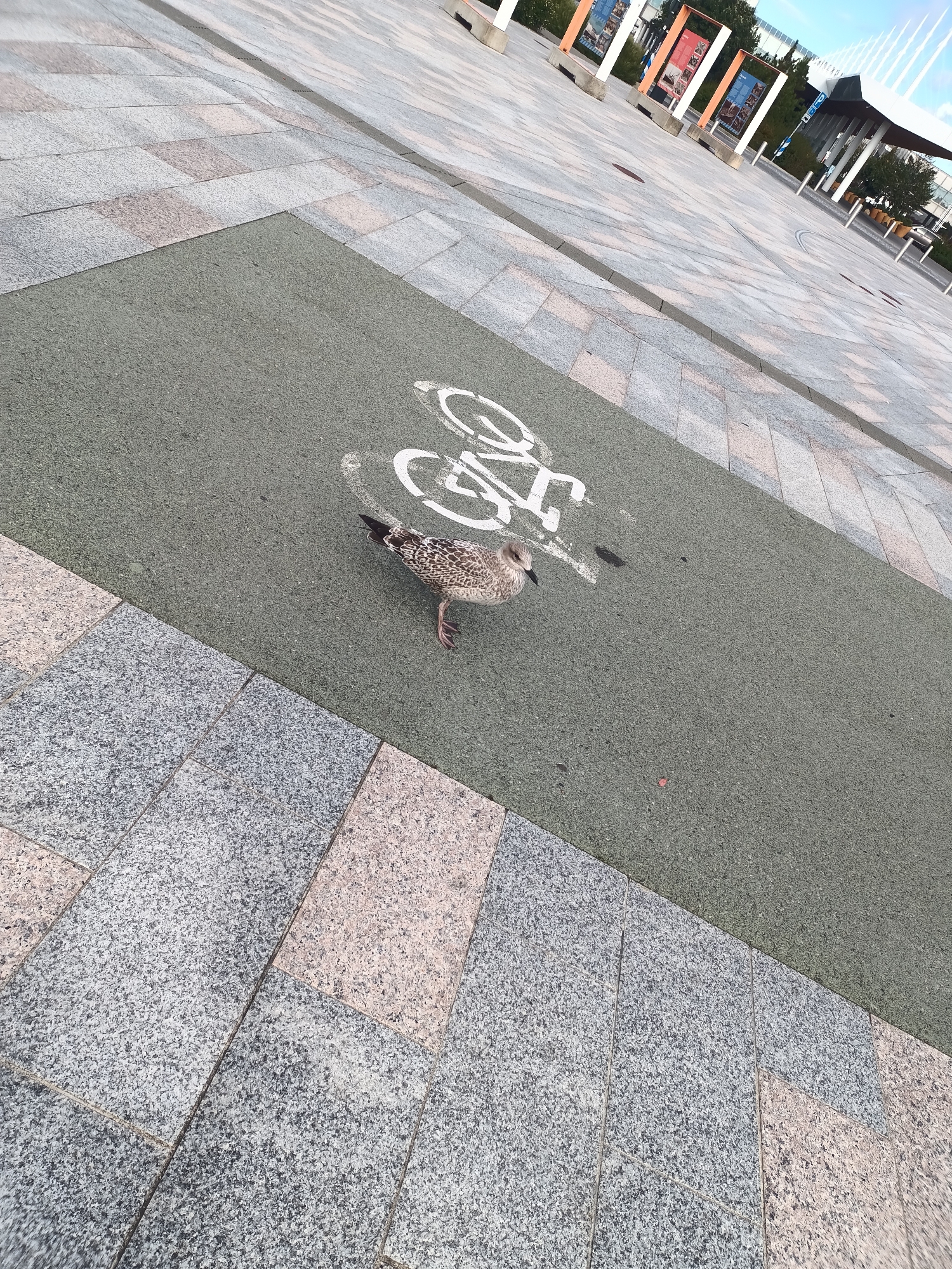 A juvenile herring gull stands on a green, paved surface marked with a white bicycle symbol. The surface is adjacent to a paved area made of large, rectangular granite tiles. In the background, a modern building complex is visible, along with trees and banners. The scene is set in the public outdoor space near the Lennusadam Seaplane Harbour Museum in Tallinn, Estonia. The lighting suggests it is daytime, likely with sunlight casting shadows.