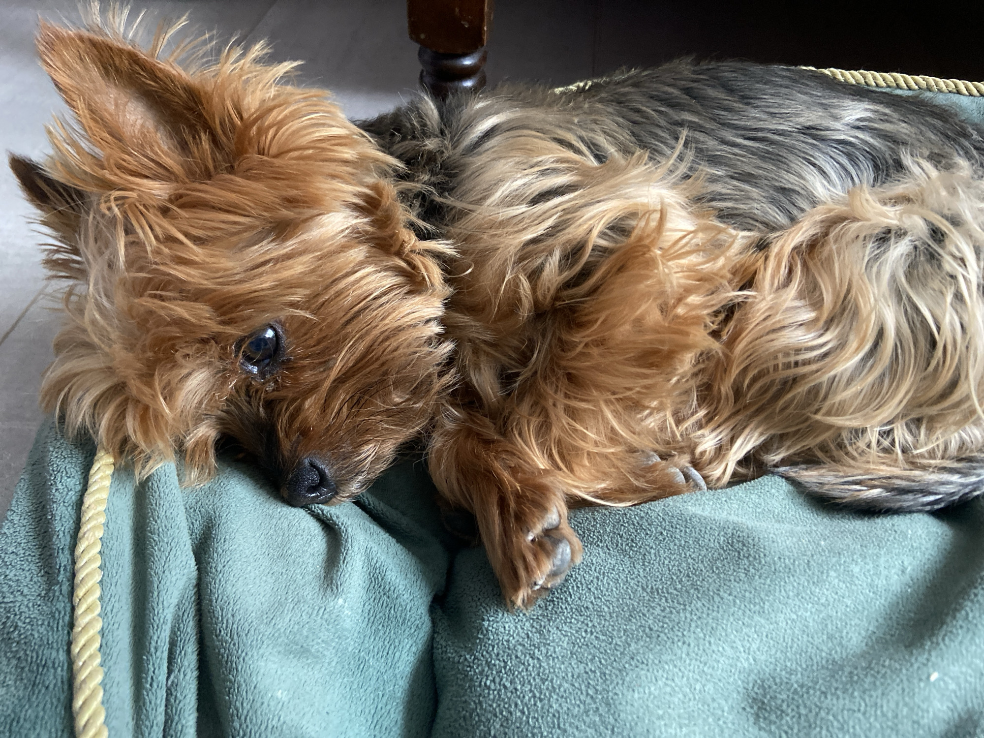 A brown and gray Yorkshire Terrier dog is lying on a green cushion with a yellow rope trim. The dog's head is resting on the cushion, and its paws are visible. A furniture leg is partially visible in the background. The location is not discernable from the image.