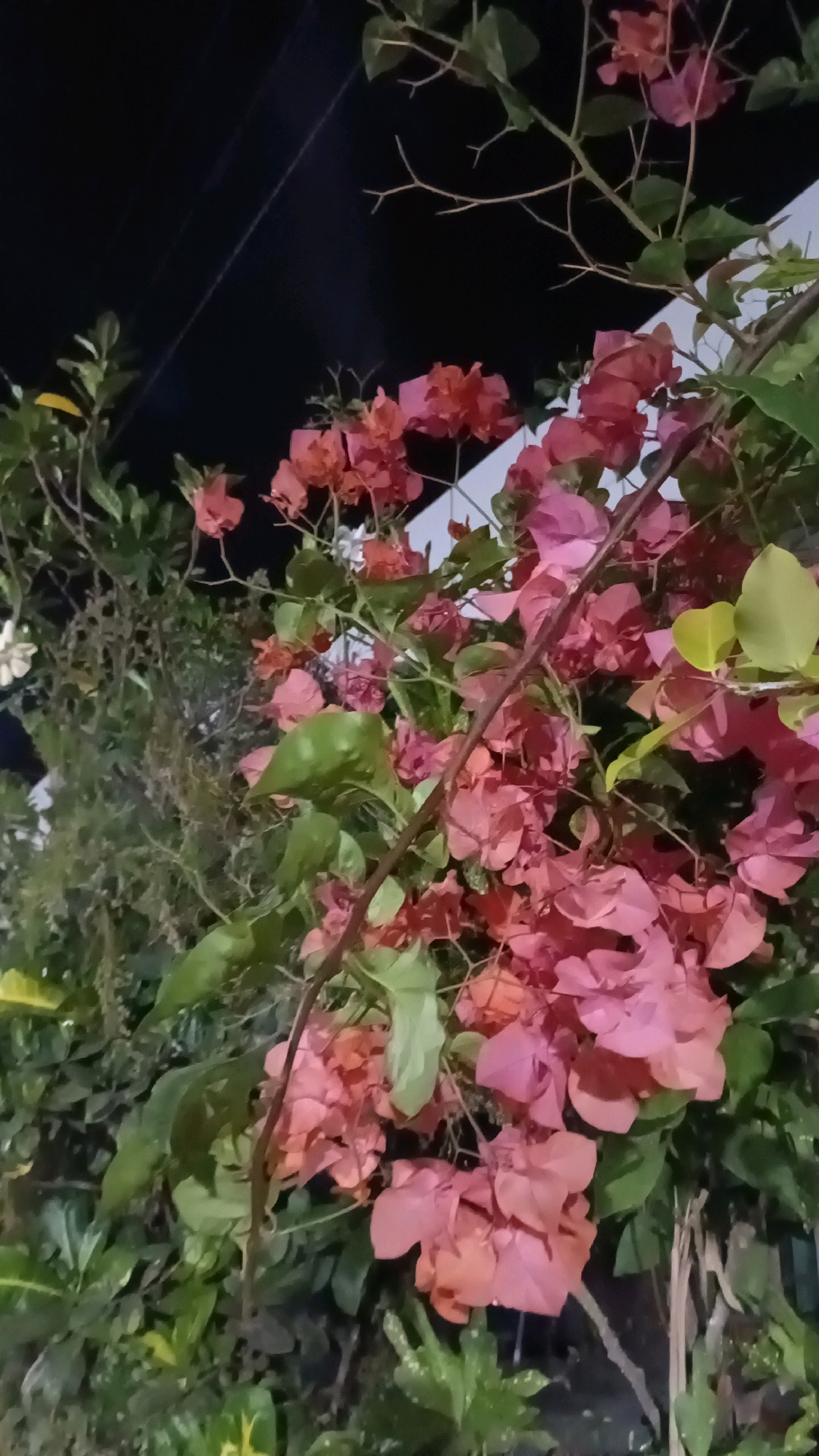 A low-angle shot captures a cluster of vibrant pink bougainvillea flowers in the foreground, with lush green foliage surrounding them. The flowers are in full bloom, with delicate petals arranged in clusters. A dark, out-of-focus background suggests it is nighttime. The scene appears to be an outdoor setting, likely a garden or a residential area in Kebumen, Indonesia, given the presence of tropical flora. The lighting suggests artificial illumination, possibly from a nearby streetlamp or building. No people are visible in the frame.
