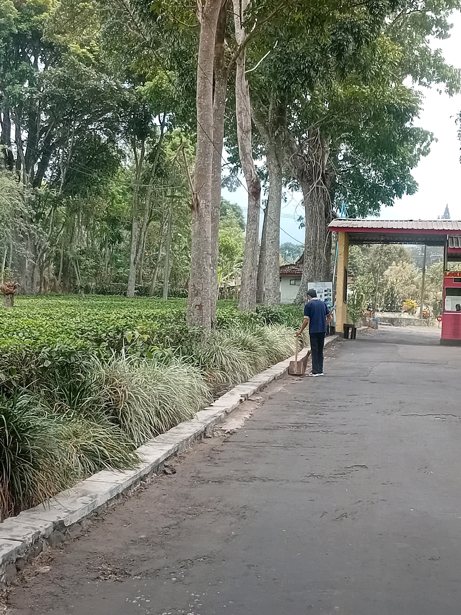 The image depicts an outdoor scene with lush green tea plantations and tall trees. A man wearing a dark blue shirt and black pants is sweeping the asphalt road with a shovel. He is positioned on the right side of the frame, facing away from the camera. The road leads towards a covered entrance structure with a red and white roof. To the left of the road, a well-maintained stone wall separates the plantations from the road. The environment appears to be a rural or park-like setting, possibly in Wonorejo, Indonesia, given the context provided. The sky is overcast, suggesting a cloudy day.