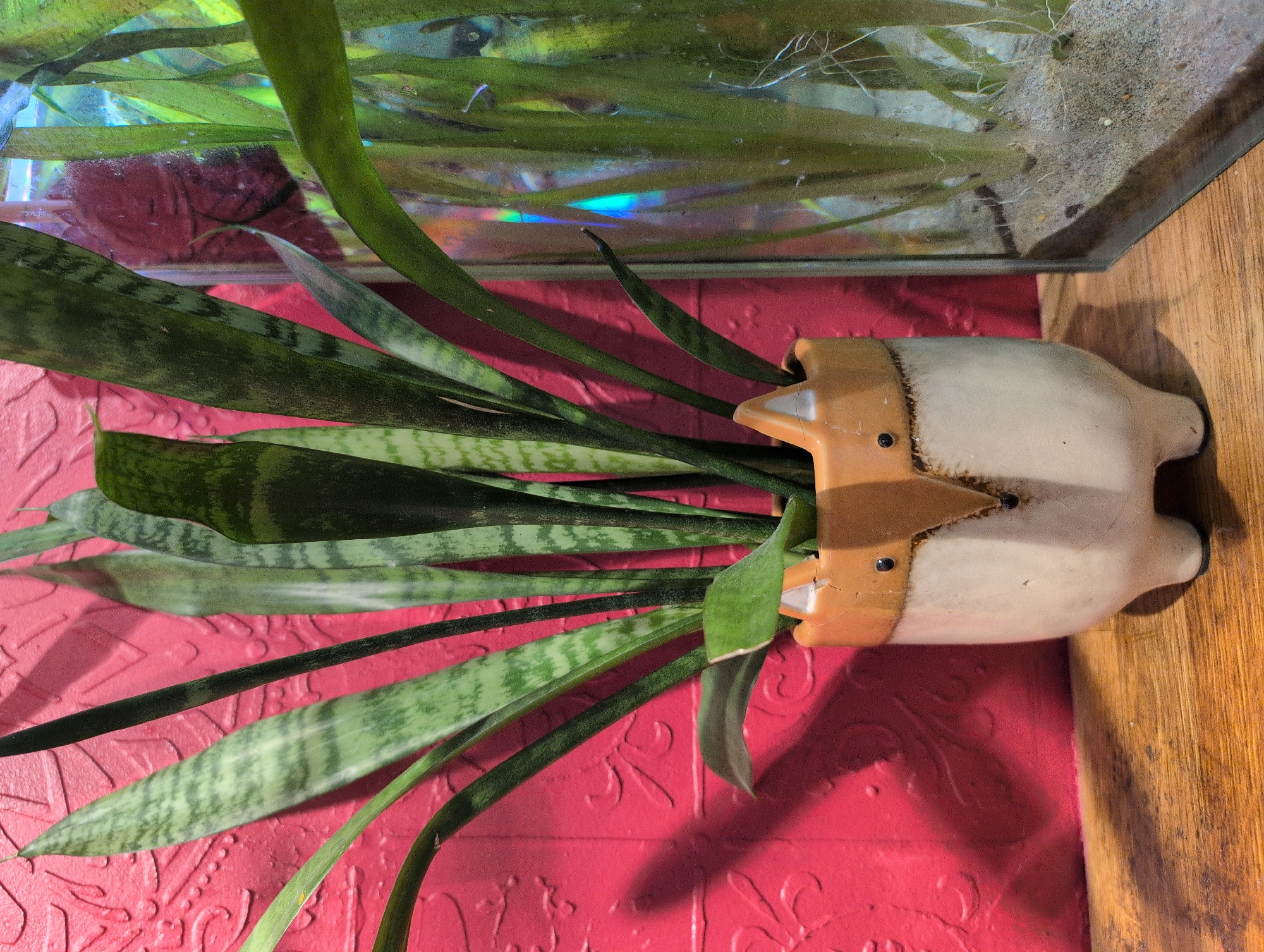 This is a close-up, eye-level, tilted photograph of a potted snake plant with variegated leaves. The plant is housed in a light-colored ceramic pot with tan accents and small black eyes, resembling a stylized animal. The pot is resting on a bright pink textured surface, likely a tablecloth or placemat with embossed floral patterns. Behind the plant and pot is the edge of a clear glass aquarium, filled with water and aquatic plants. The aquarium sits on a wooden surface. There are reflections of light, including a rainbow-like shimmer, visible within the aquarium. The lighting suggests an indoor setting, possibly during the day. No people are visible in the image. The context provided states the location is Saint Petersburg, Russia.