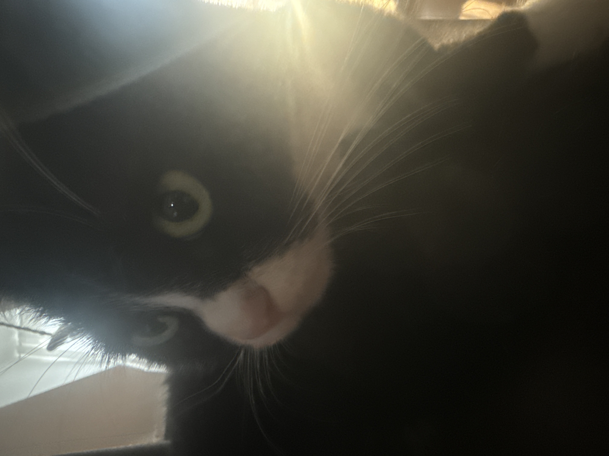 The image is a close-up, low-angle shot of a black and white cat. The cat's head is turned to the left, and its face is partially obscured by bright sunlight and a shadow from an unseen object. The cat's left eye is clearly visible and appears to be green. Its nose is pink. Long white whiskers extend from its snout. The background is largely dark and out of focus, with some bright light flares from the sun. There is no information in the image to suggest a location in Berlin, Germany.