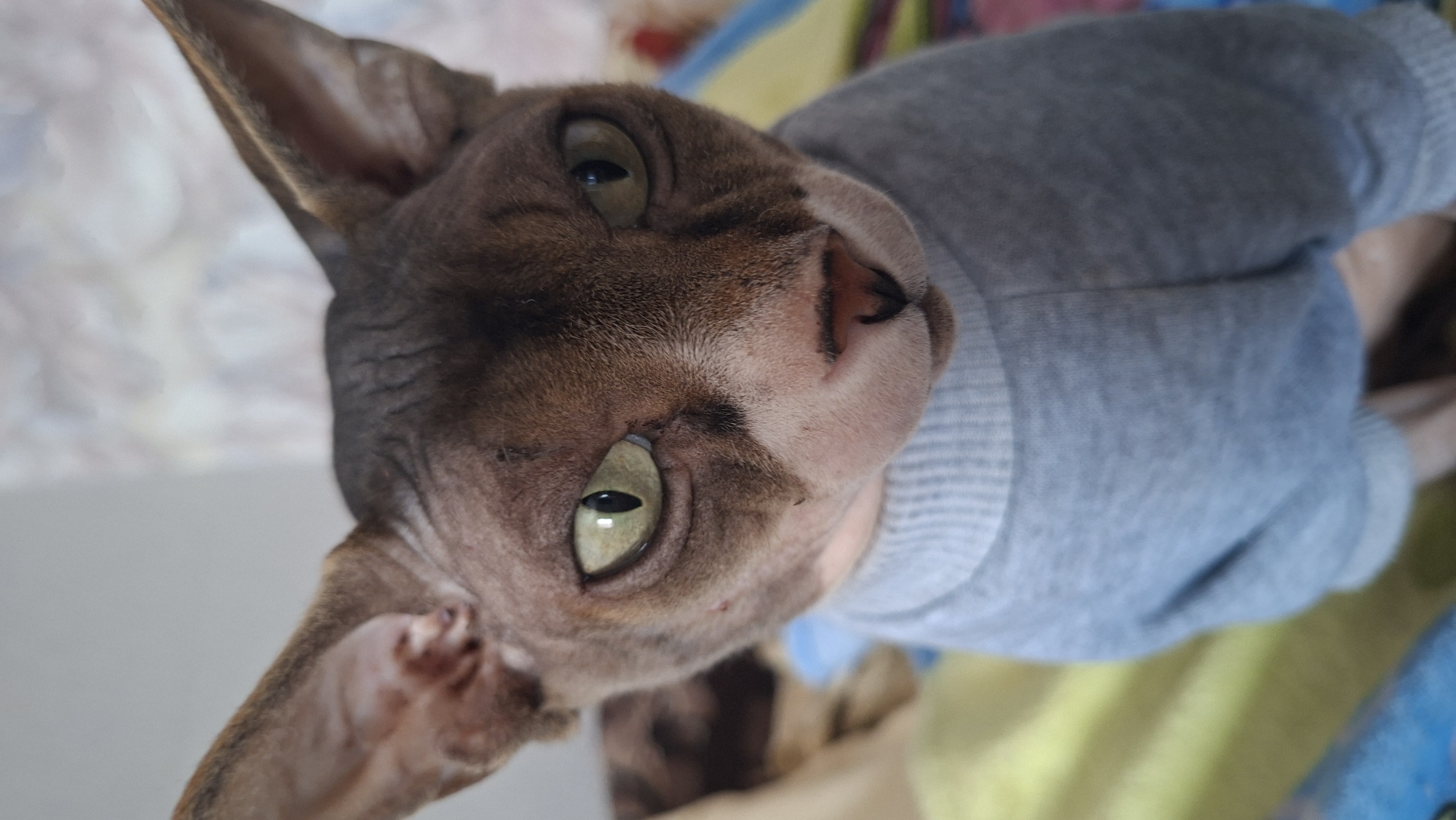 A close-up, tilted shot shows a Sphynx cat wearing a gray sweater. The cat has wrinkled, brown-toned skin, prominent ears, and pale green eyes. The background is blurry and includes hints of white, yellow, and blue fabrics. The location is unknown.