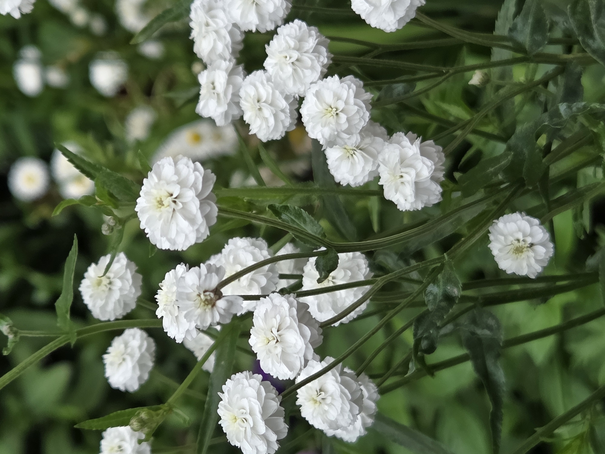This is a close-up, eye-level, vertical, outdoor photograph of a cluster of white, button-like flowers with green stems and leaves. The flowers are in focus, with a soft green background of other foliage. The lighting is natural, and the image has a shallow depth of field, blurring the background and emphasizing the flowers.
