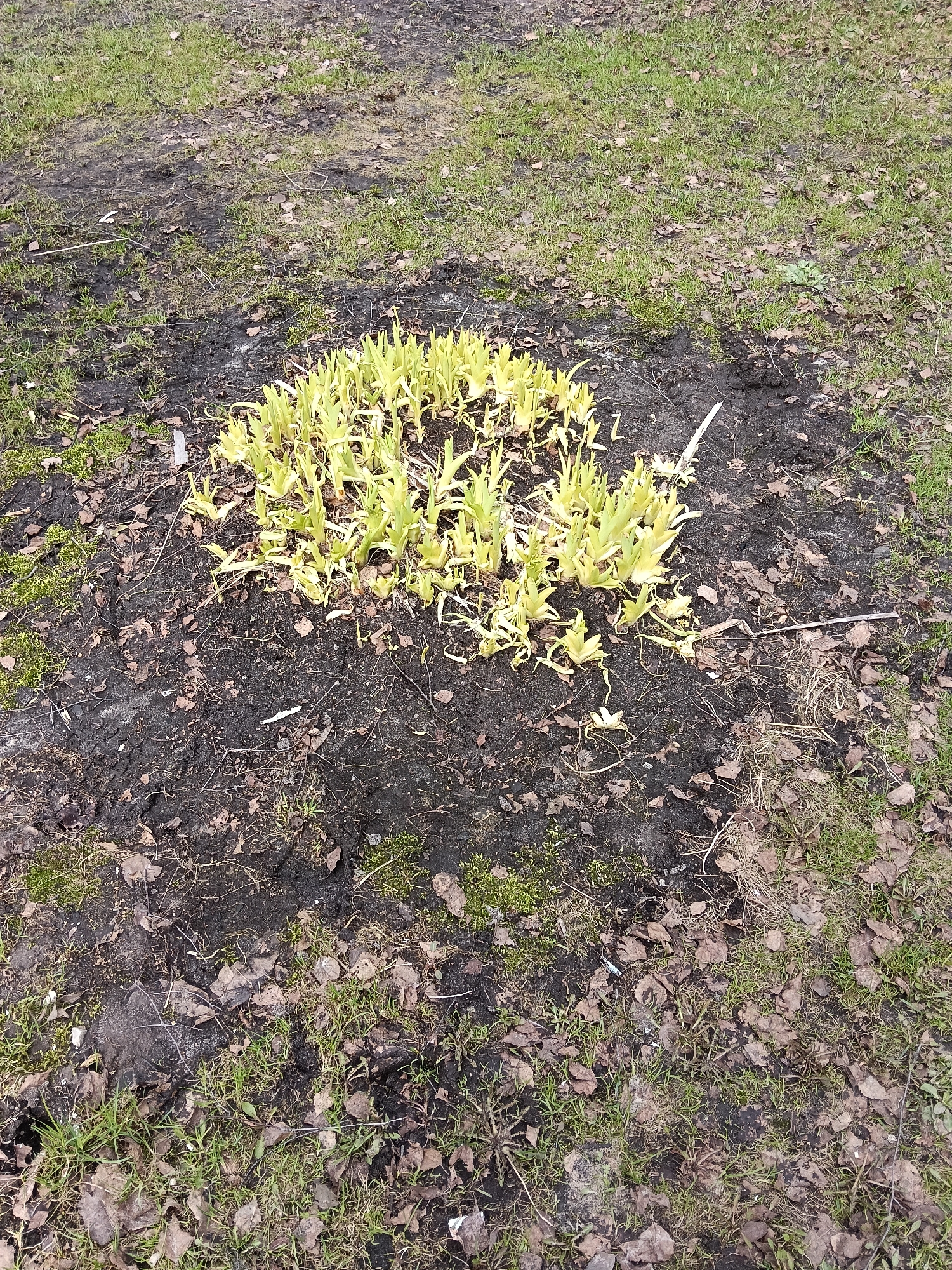 The image shows a patch of soil in a grassy area, likely in a park or yard setting. A cluster of light-green, shoot-like plants is growing in the center of the soil patch. The surrounding soil is dark and damp, with scattered leaves and small patches of moss. The grass around the soil patch is mixed with dead leaves and bare spots. The location is Красный Маяк, Russia.