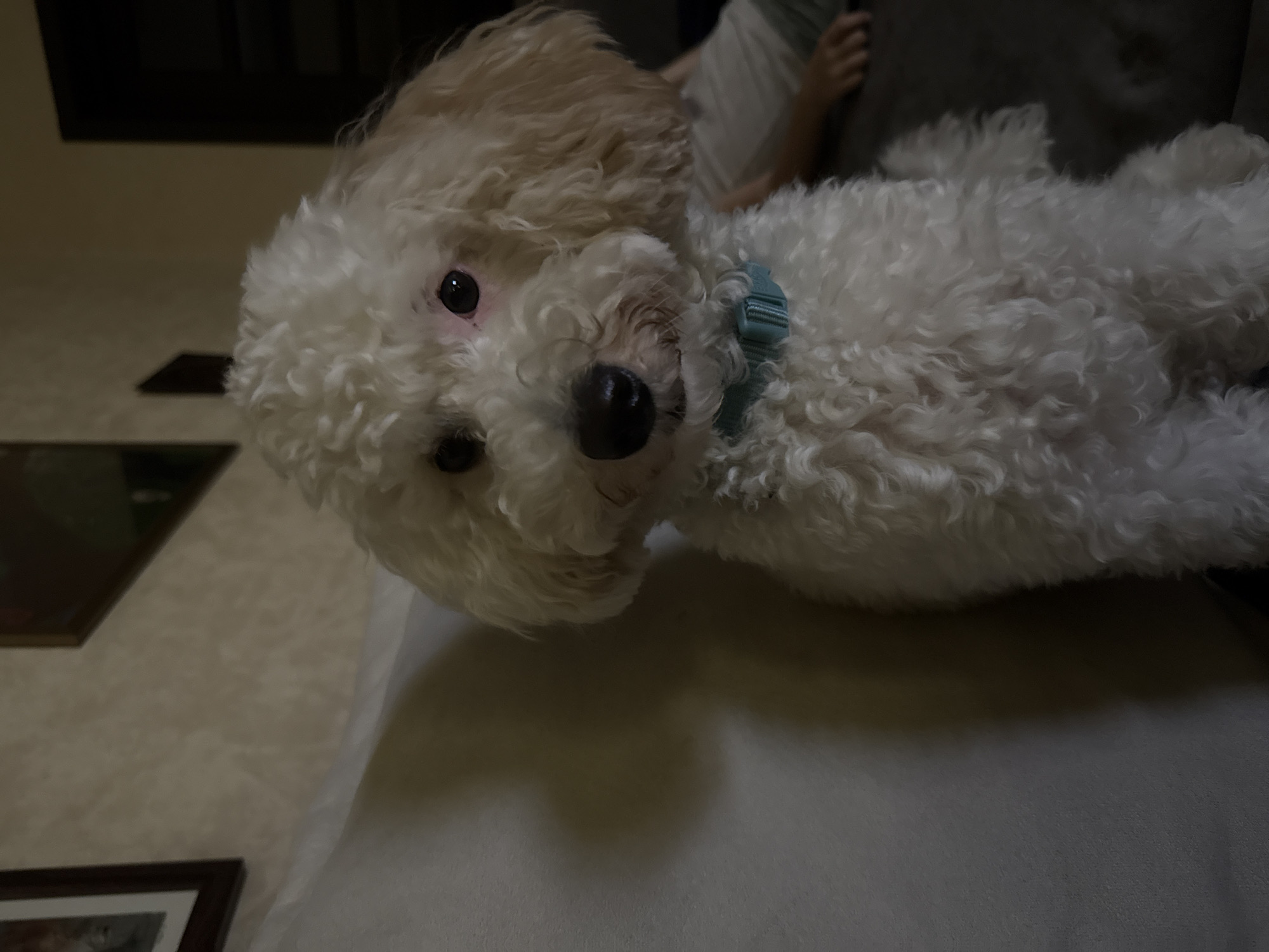 A white toy poodle with a light blue collar sits on a couch, facing forward. The poodle's fur is curly and fluffy, and its eyes are dark brown. The background is a wall with a textured wallpaper and two framed pictures hanging on it. The lighting is dim, casting shadows on the wall. To the right of the poodle, a person's arm and shoulder are visible, resting on the couch. The scene appears to be indoors, likely in a living room.