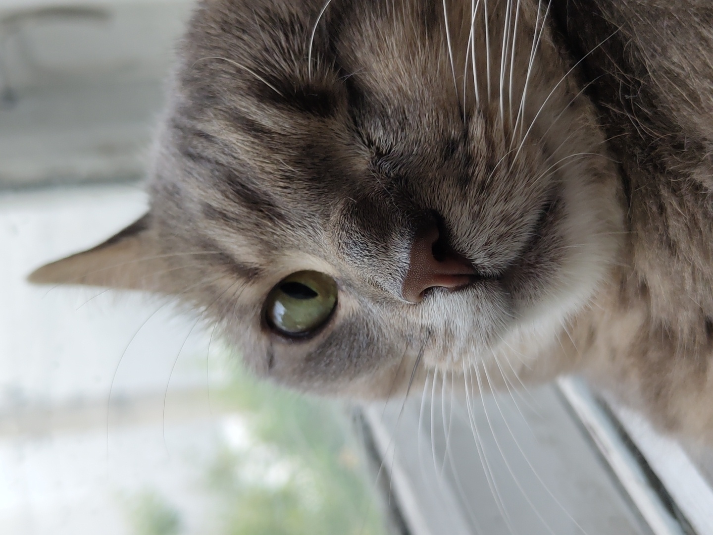 A close-up, eye-level, medium shot shows the face of a gray tabby cat. The cat is facing left and winking, with its right eye closed and its left eye open and green. Its nose is pink and its whiskers are long and white. The background is blurred and appears to be an indoor setting with a window. The lighting is natural and soft.