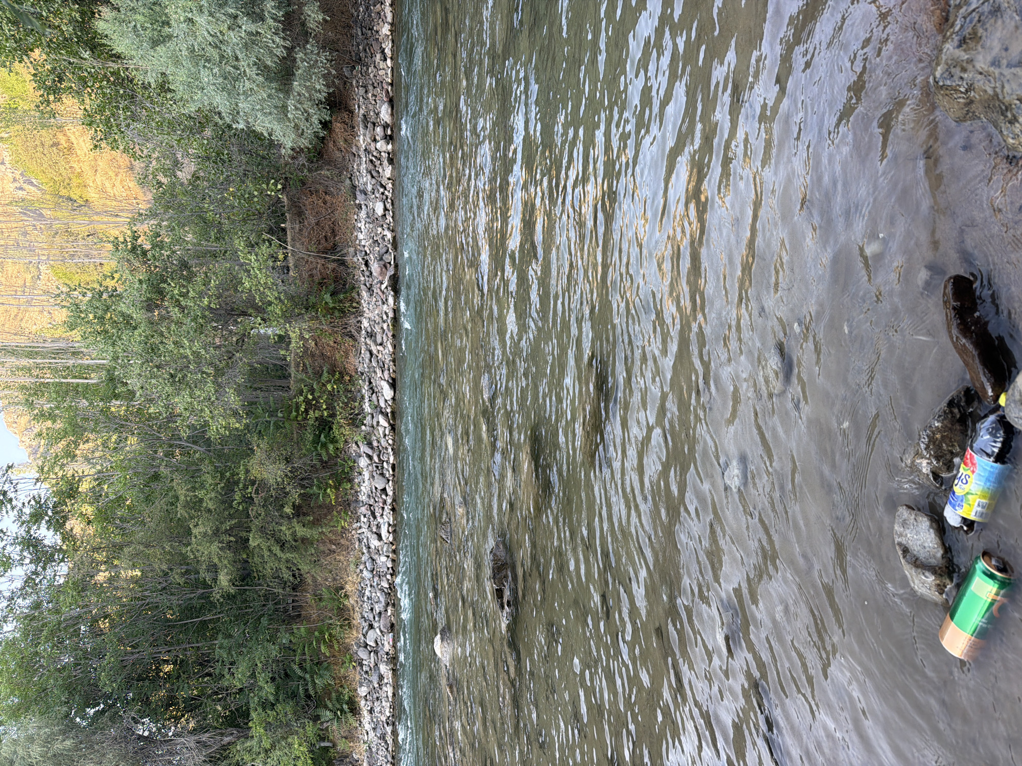 The image depicts a natural scene along the bank of a river, likely in the city of Khumsan, Uzbekistan, given the context provided. The river flows from left to right across the frame, with its clear, rippling water revealing submerged rocks and a sandy bottom. The foreground shows several rocks partially submerged in the water, and two discarded beverage containers: a green can and a plastic bottle with a colorful label.
The riverbank is lined with a mixture of rocks and pebbles. Behind the bank, a dense growth of trees and bushes forms a natural barrier. These trees are a mix of deciduous and possibly some evergreen varieties, with lush green foliage. In the background, a hillside is visible, sparsely covered with vegetation and bathed in warm, golden sunlight, suggesting it might be late afternoon. The overall impression is of a serene, natural environment, marred only by the presence of litter in the water.