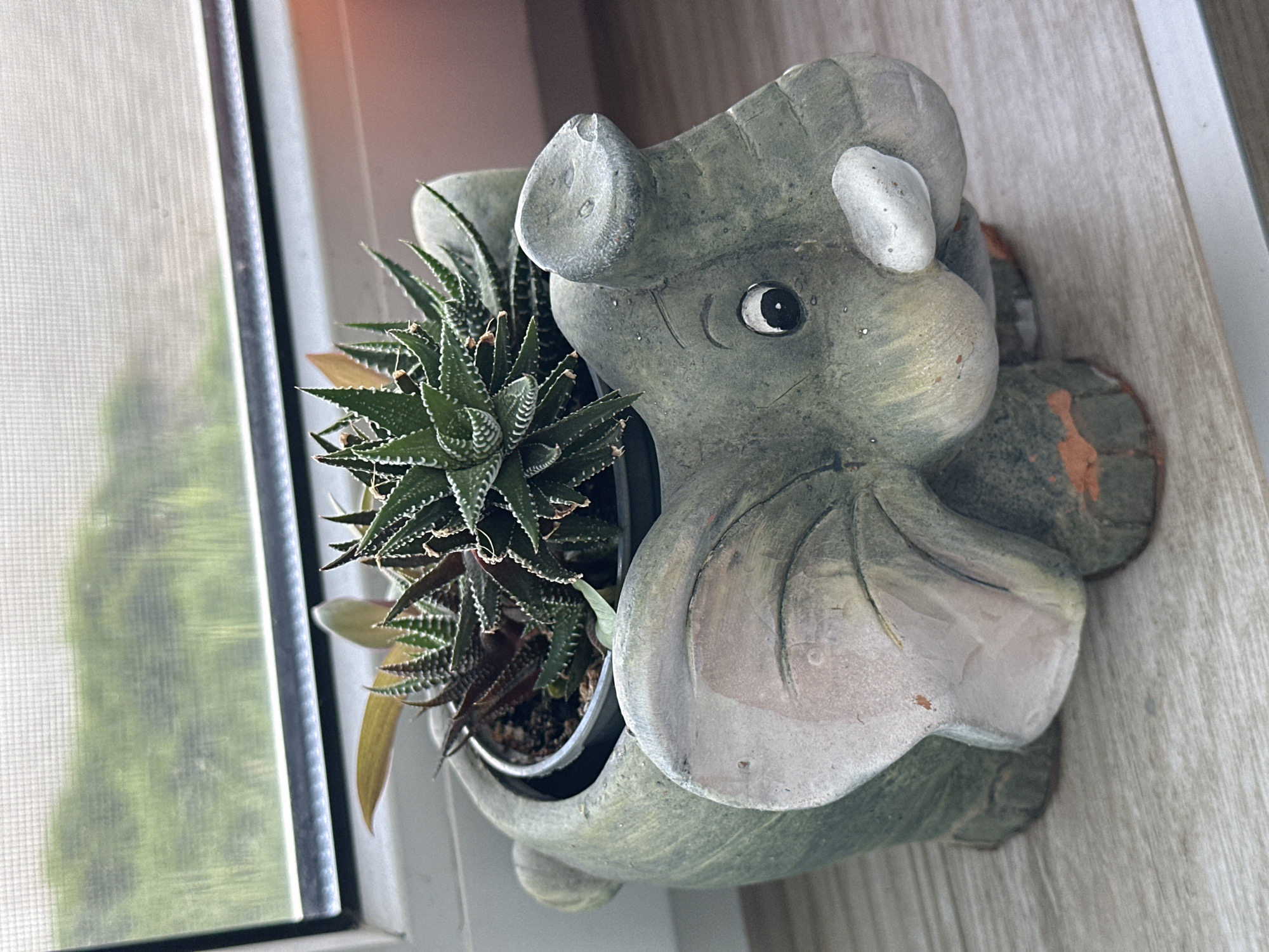 A close-up, eye-level shot focuses on a decorative elephant planter holding succulents, situated on a light-colored wooden surface. The planter is a muted green with a lighter, weathered texture, featuring large ears, a trunk, and visible legs. Inside, several succulent plants with pointed, striped green leaves are nestled in dark soil within a grey pot. The background shows a window with a screen, obscuring a blurry green outdoor scene, likely representing foliage. The lighting suggests an indoor setting, possibly near a window. There are no people or animals visible in the image. The scene is static and appears to be a still life composition.