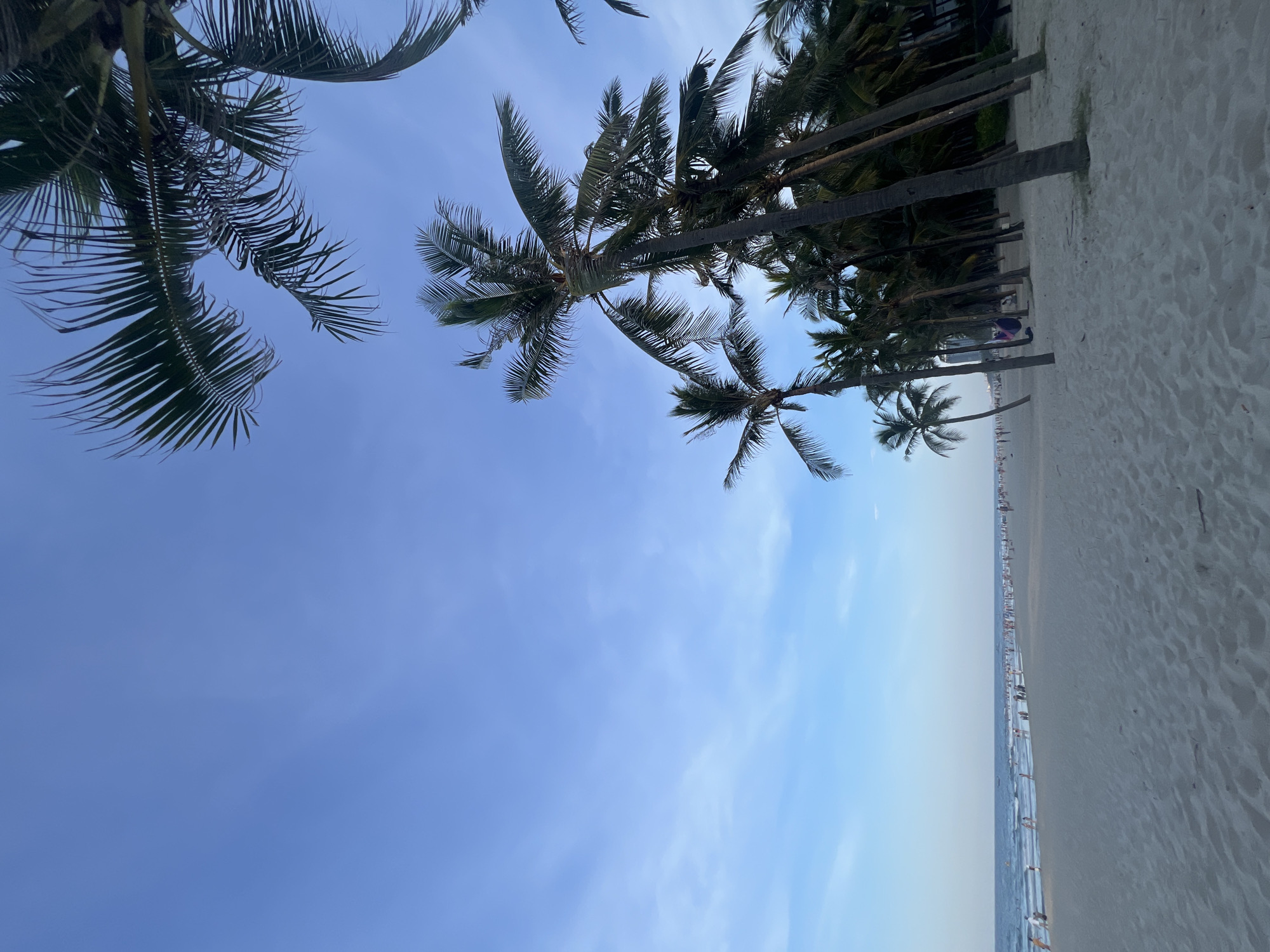 The image depicts a beach scene in Đà Nẵng, Vietnam. The foreground is dominated by a sandy beach with tire tracks and the bases of several palm trees. In the midground, a line of palm trees stretches along the edge of the beach, with the ocean visible beyond. The ocean is calm with small waves, and a multitude of people are scattered along the shoreline, some wading in the water and others walking on the sand. The sky is a clear blue with some wispy clouds. The overall impression is one of a popular, public beach on a pleasant day.