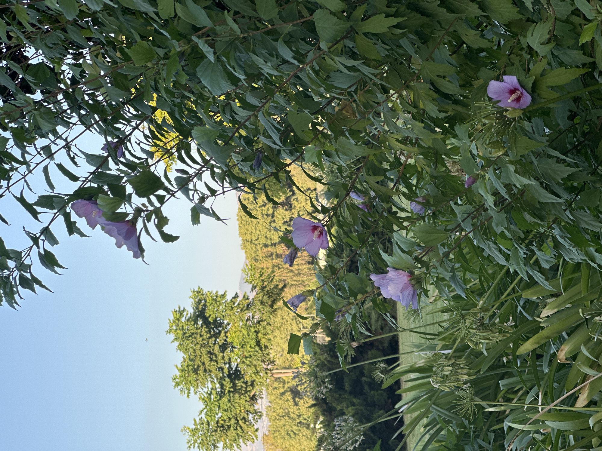 This image depicts a close-up view of flowering plants, specifically purple hibiscus flowers, set against a backdrop of lush green foliage. The flowers are the primary subjects, with their delicate petals and prominent stamens clearly visible. The scene is outdoors, likely in a garden or natural setting.
The background reveals a gently sloping landscape covered in trees, with hints of a clear sky and possibly distant hills. The lighting suggests it is daytime, likely late afternoon or early evening, given the warm, soft quality of the light filtering through the leaves. The overall mood is serene and natural.
No people or specific objects are discernable, other than the flora. There is no visible text in the image. The location context provided, Galil Elyon Regional Council, Israel, indicates a geographic setting in northern Israel, known for its natural beauty and agricultural landscapes. The presence of flowering plants suggests a temperate climate during a blooming season. The image captures a moment of natural beauty, focusing on the intricate details of the flowers and the surrounding greenery.