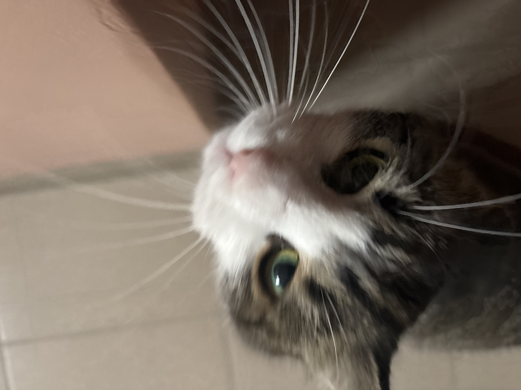 This is a close-up, low-angle, point-of-view shot of a cat's face. The cat has tabby markings in shades of brown and gray, with white fur on its chest and around its nose and mouth. Its eyes are green, with one eye more prominent and clearly visible than the other, which is partially obscured. The cat's whiskers are long and white, fanning out from its muzzle. The background is blurred and appears to be a light-colored, textured surface, possibly a wall or floor. There is a faint pink hue in the lower left portion of the image, which could be part of the cat's fur or an external light source. The image quality is somewhat soft, suggesting it was taken with a smartphone camera in low light conditions. There are no people or recognizable landmarks of Kapyĺ, Belarus, visible in the image.