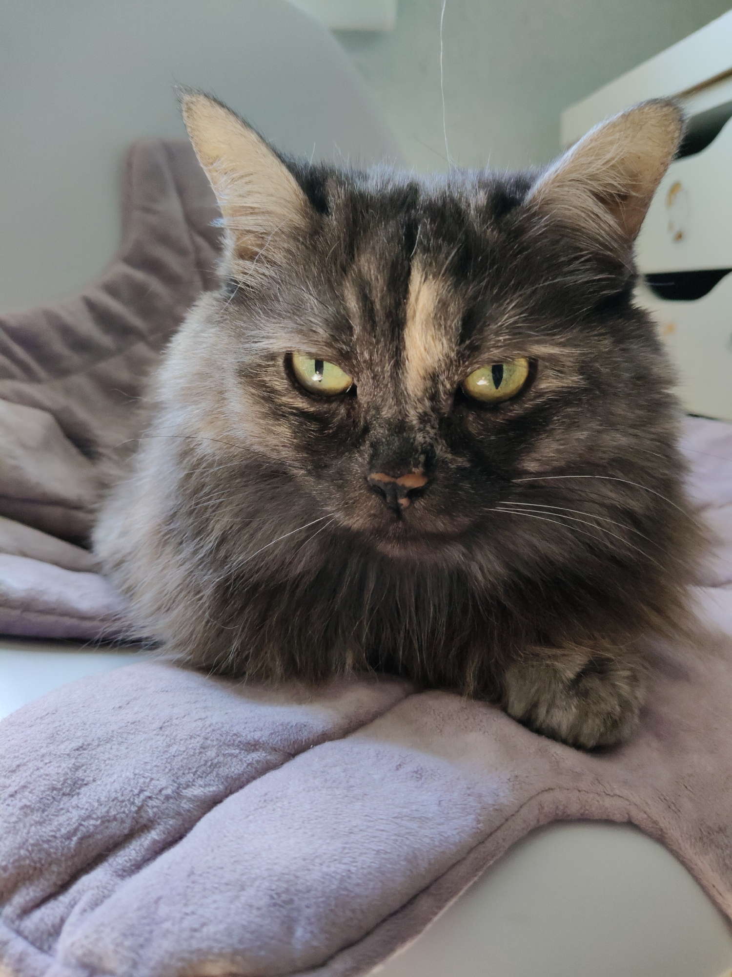 A medium shot captures a long-haired gray tabby cat with yellow-green eyes and patches of lighter fur on its face. The cat is resting on a plush lavender blanket, its head facing the camera. Its expression is neutral. The background shows a light gray wall and white drawers. The image appears to be taken indoors, likely in a residential setting in Bol'shoye Kozino, Russia.
