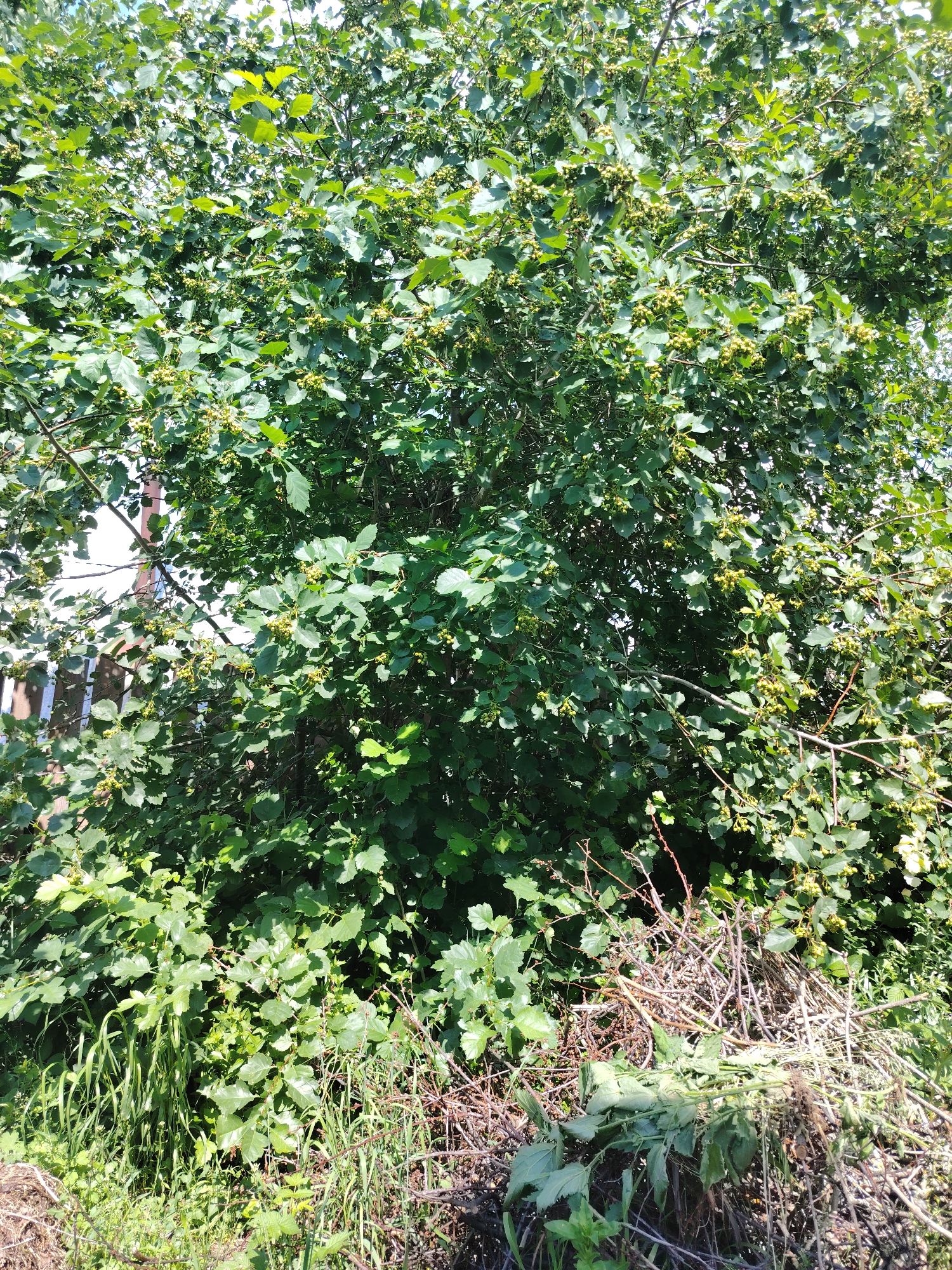 An outdoor, full-frame, eye-level shot depicts a large, dense tree with green leaves and small yellow berries. A weathered wooden fence is partially visible to the left, behind the tree's foliage. The foreground is filled with green grass and a pile of dry, brown branches and vegetation. The scene appears to be located in Chaikovsky, Russia, a city known for its natural surroundings and industrial presence, likely a backyard or garden area given the fence and brush pile.