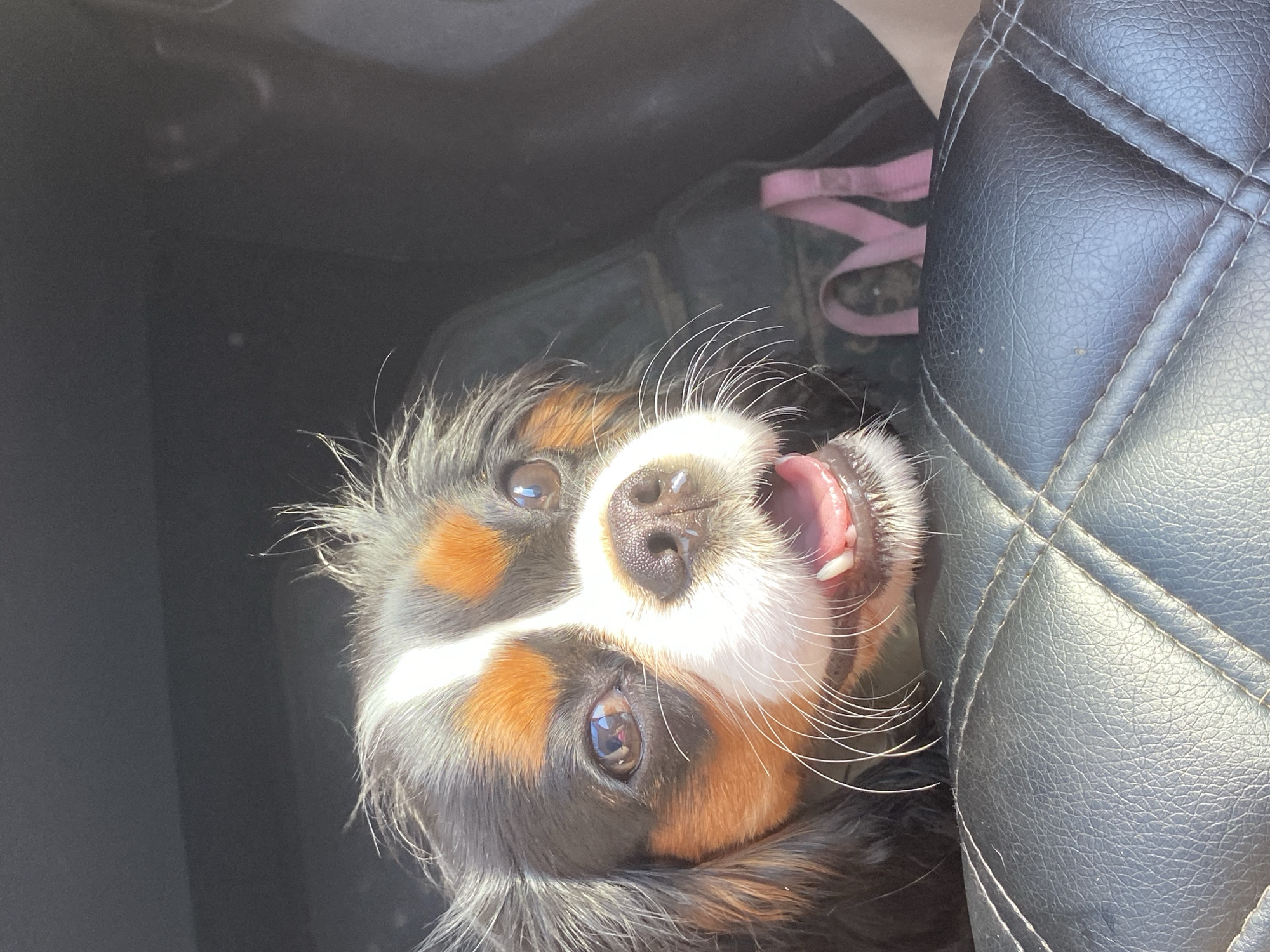 A Cavalier King Charles Spaniel dog is pictured inside a vehicle in Evsino, Russia. The dog's face is close to the camera, with its mouth open and tongue visible. Its fur is a mix of black, white, and tan. The dog is positioned on a black leather seat, and in the background, a pink strap and a dark interior of the vehicle are visible. The lighting suggests it is daytime.