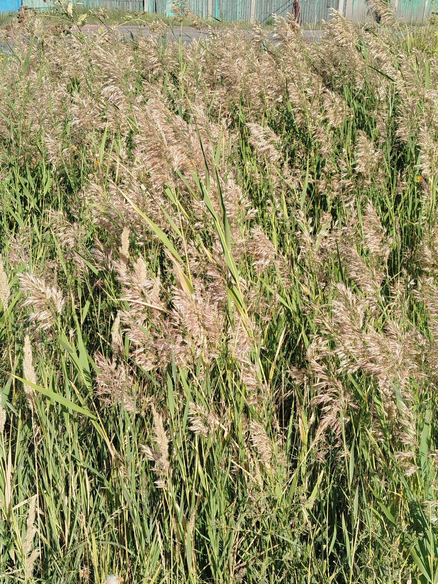 A dense stand of tall, green reeds with feathery, light brown seed heads dominates the foreground. The reeds are swaying, creating a sense of movement and depth. In the background, a faded, light blue wooden fence is visible, running horizontally across the upper portion of the image. The fence appears weathered and is partially obscured by the reeds. Sunlight dapples through the reeds, casting shadows and highlighting the textures of the plants. The overall scene suggests an outdoor, natural environment, possibly a roadside or border area within Qarağandı city administration, Kazakhstan. There are no people or animals visible in the image.