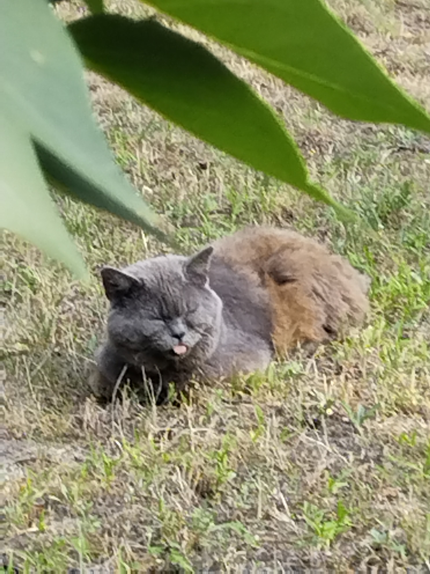 A plump, grey British Shorthair cat with its eyes closed and tongue sticking out is lying in dry grass, partially obscured by large green leaves. The cat's fur is dense and appears short. Its body is curled, with its head resting on its paws. The background consists of sparse grass and dry earth, suggesting a warm, possibly dry environment. Sunlight filters through the leaves, creating shadows on the ground. The scene evokes a sense of peaceful rest or a moment of playful silliness from the cat. The location is Horishni Plavni, Ukraine. No text is visible in the image.