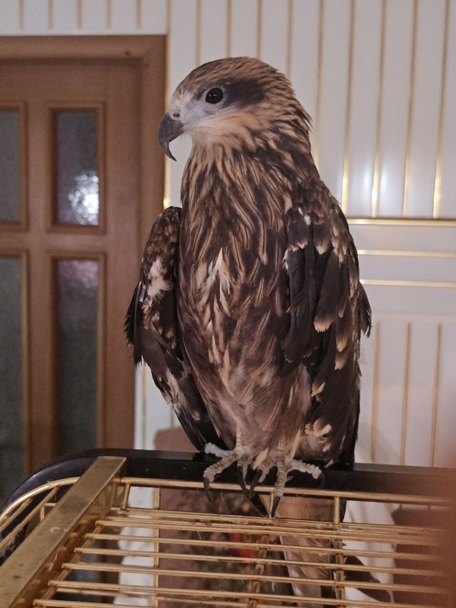 A juvenile black kite, a bird of prey, is perched on a golden cage, its brown and white feathers ruffled. The kite's head is turned to the left, with a sharp, hooked beak and dark eyes. Its talons are visible, gripping the cage bars. In the background, a wooden door with glass panels and a wall with vertical gold accents are discernible. The overall scene suggests an indoor enclosure for the bird. The location is unknown.